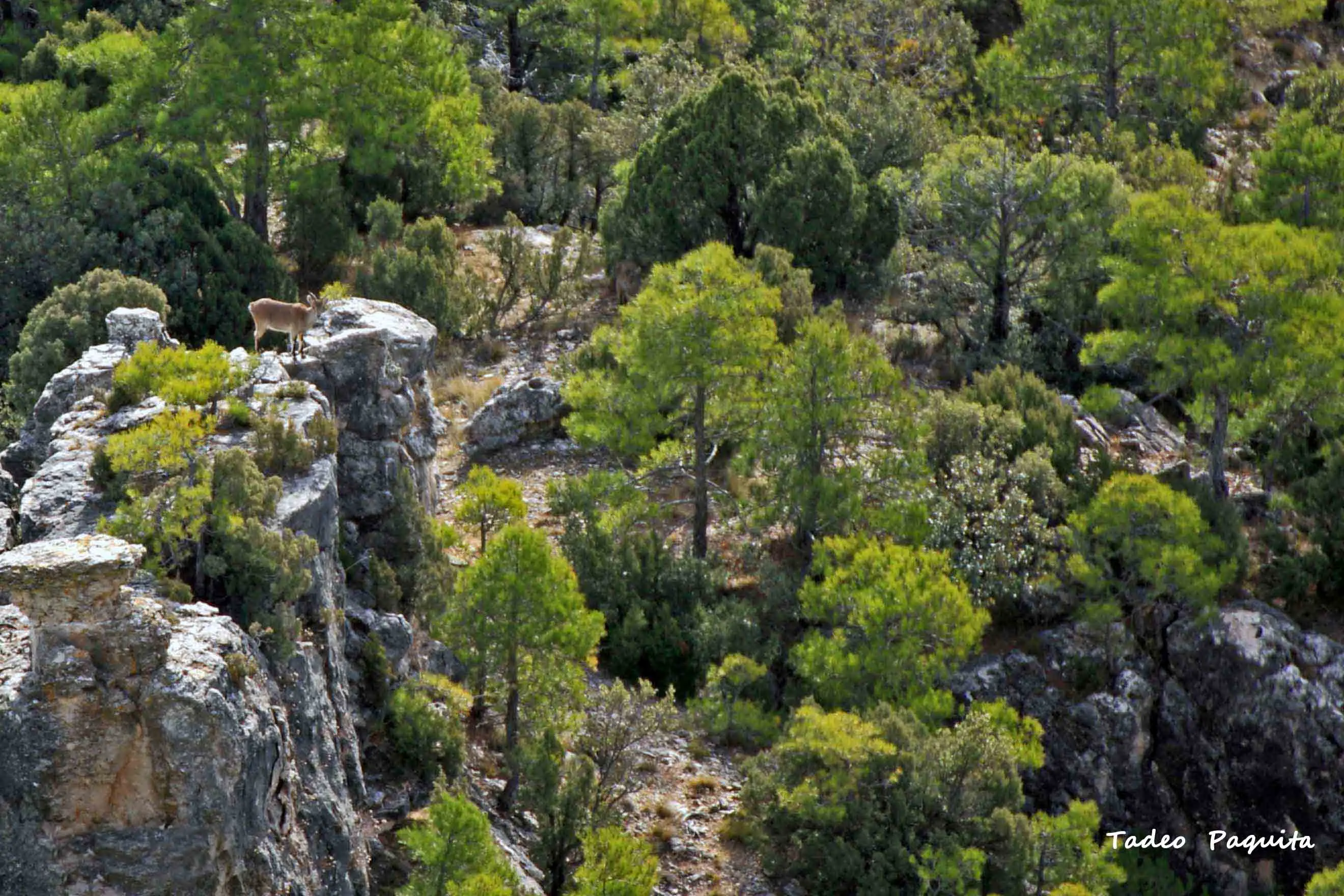 Cabra montés