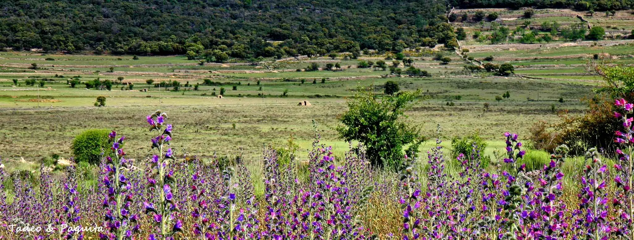 Viboreras en flor y bancales al fondo