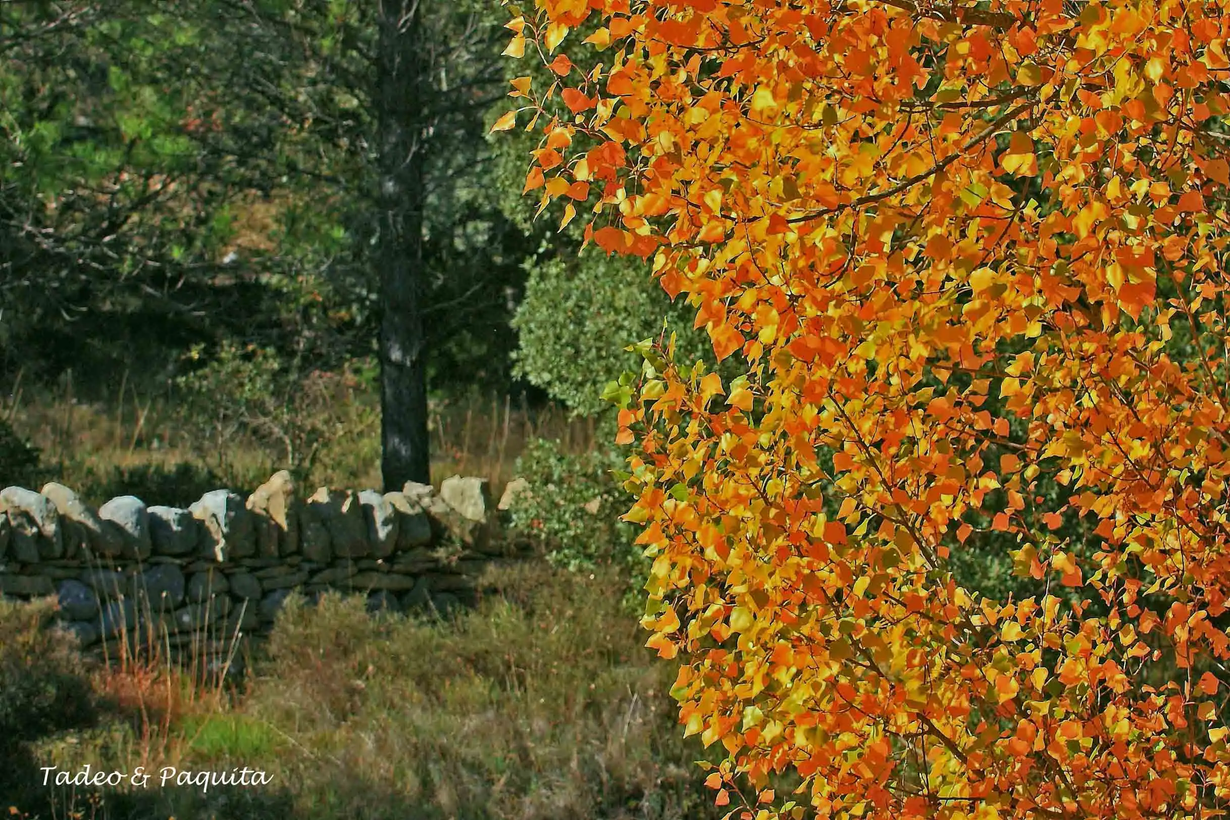 Otoño en la rambla