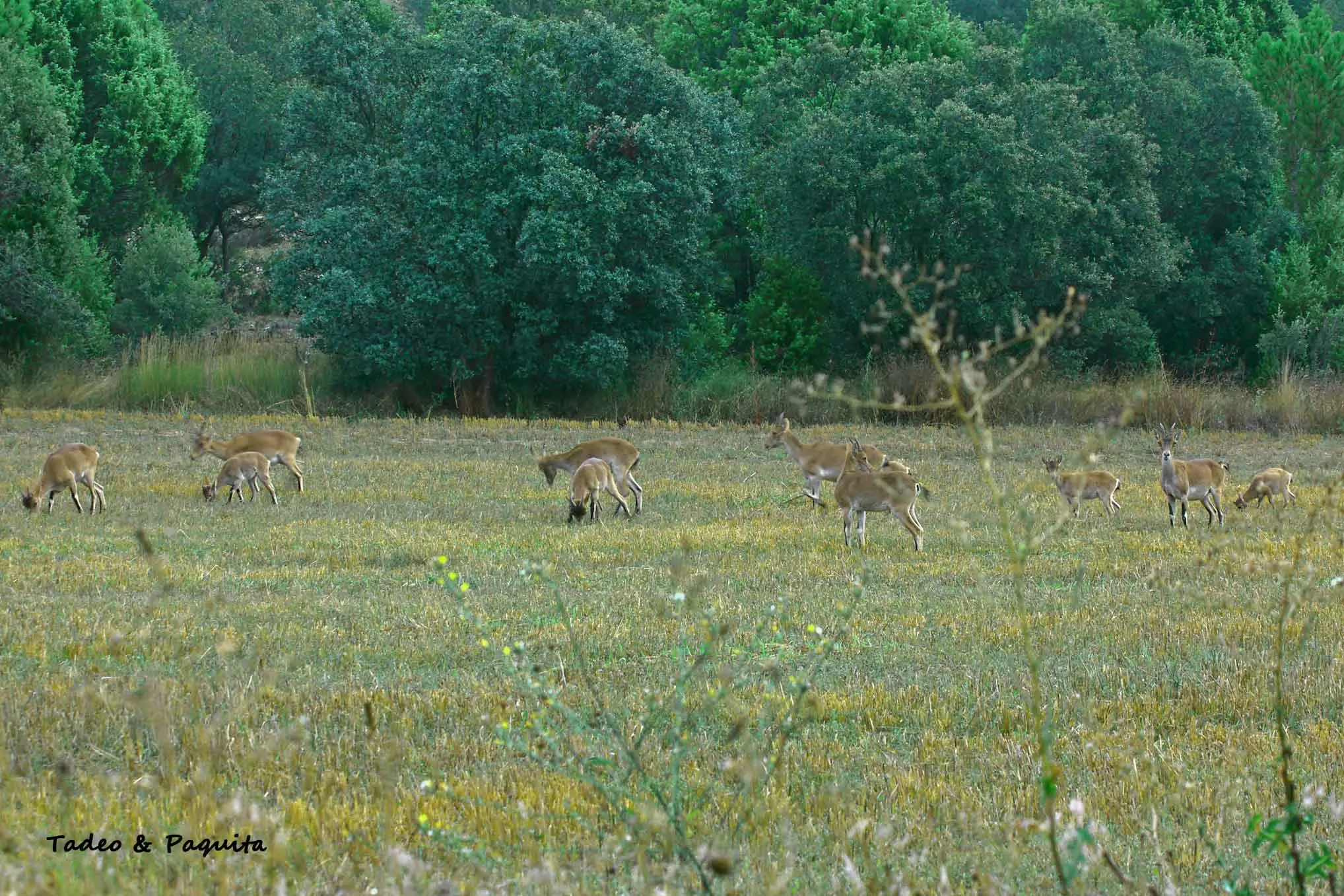 Cabra montés