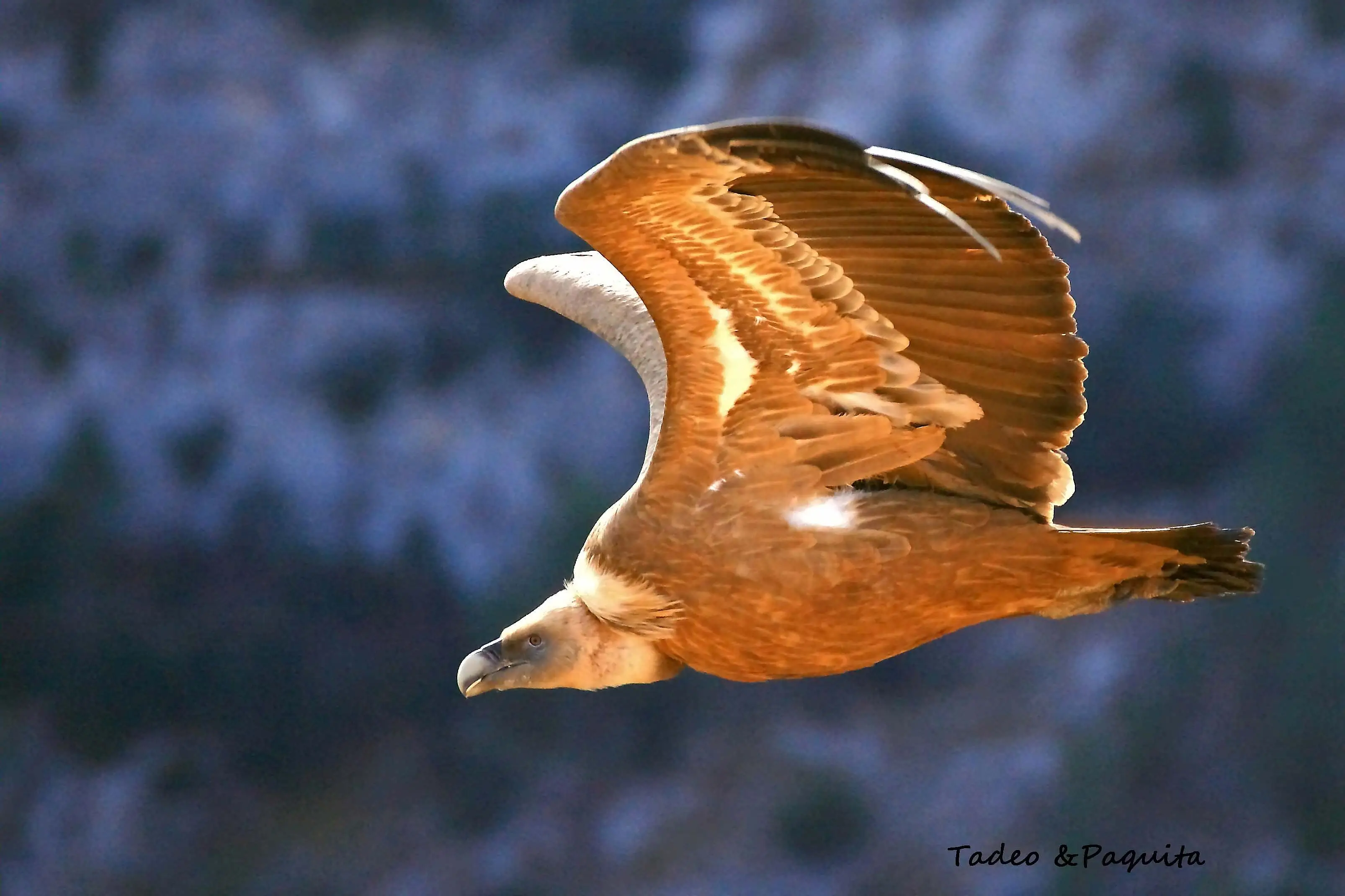 Gyps fulvus, buitre leonado