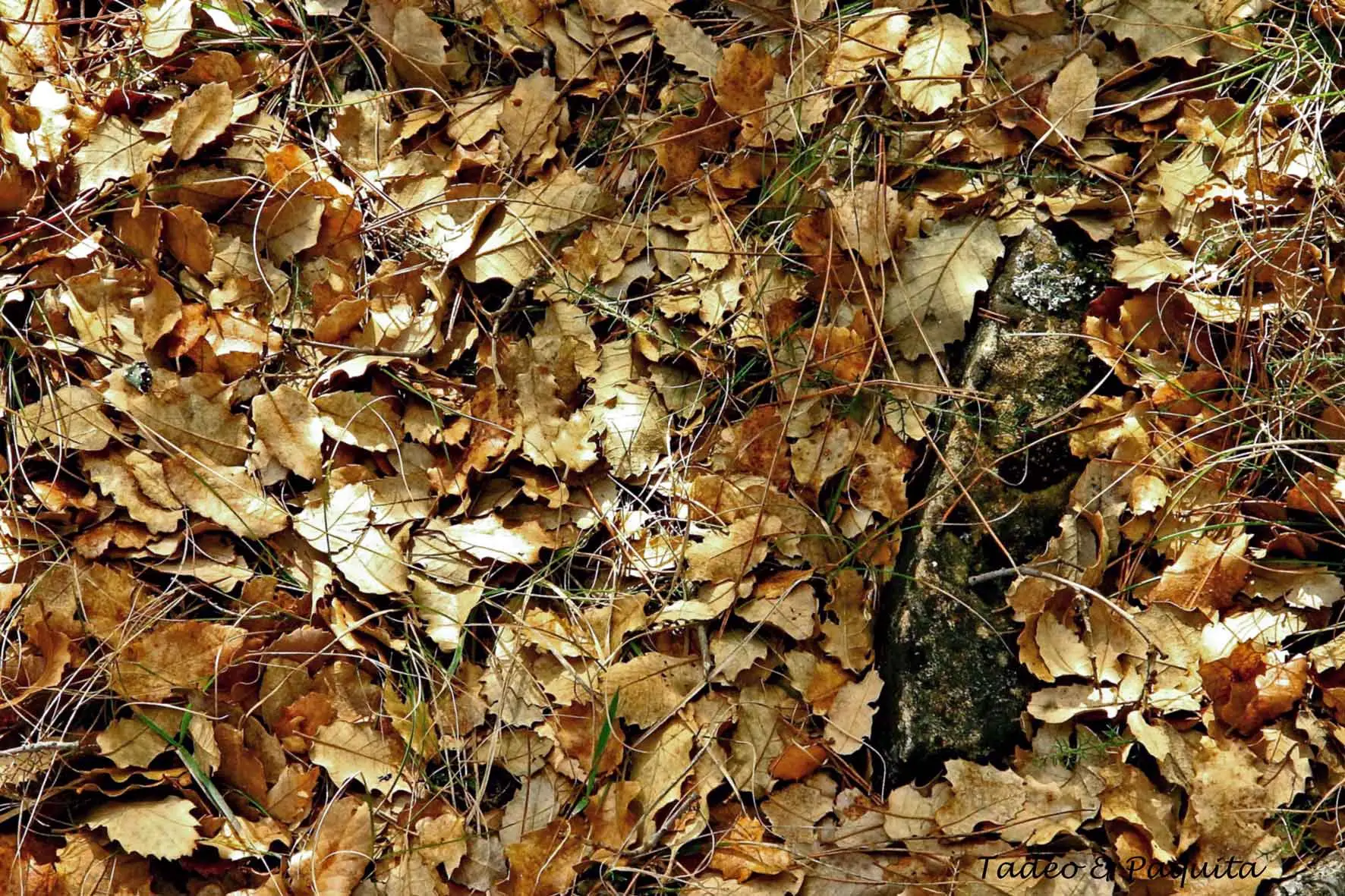 Otoño en la rambla