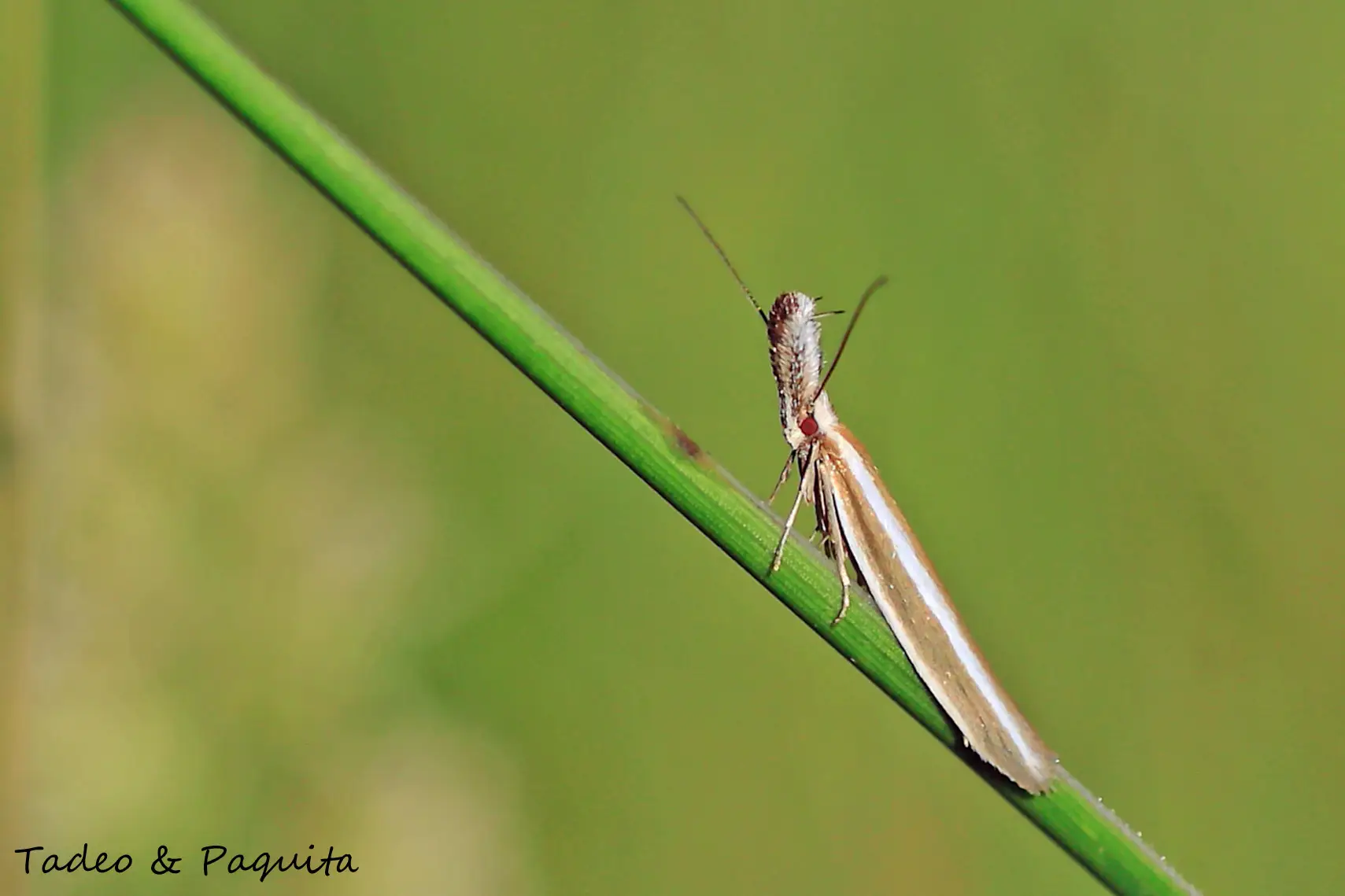 Polilla entre la vegetación