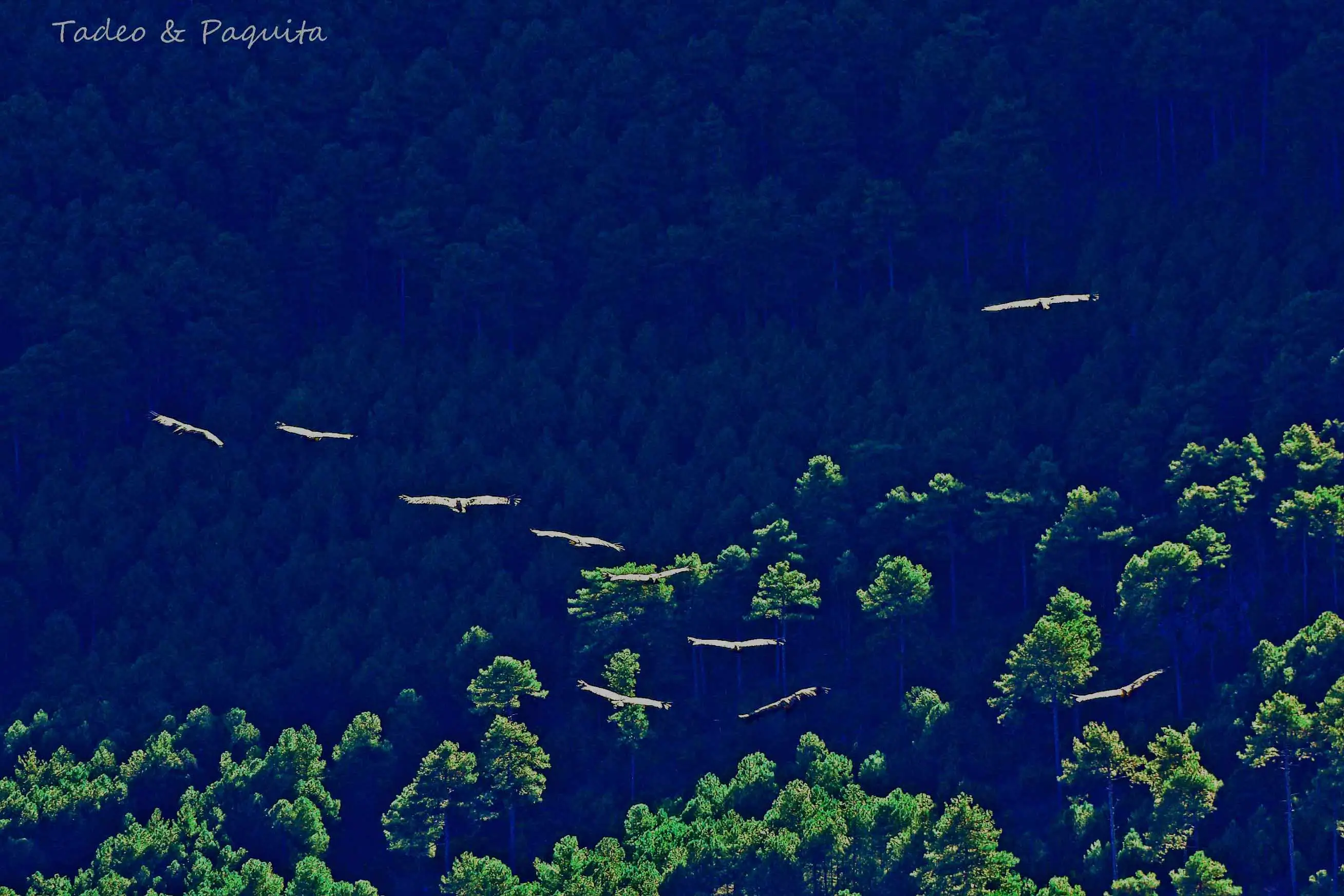 Buitre leonado en vuelo