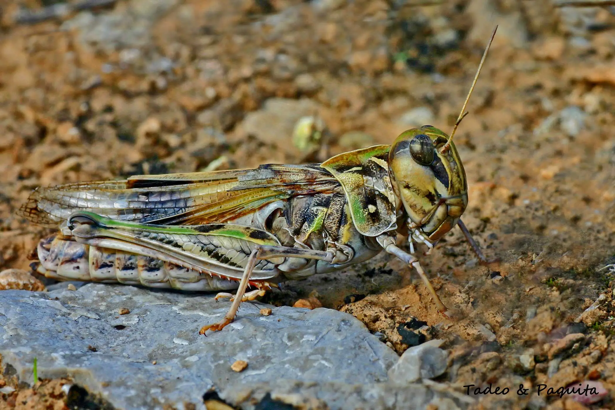Saltamontes