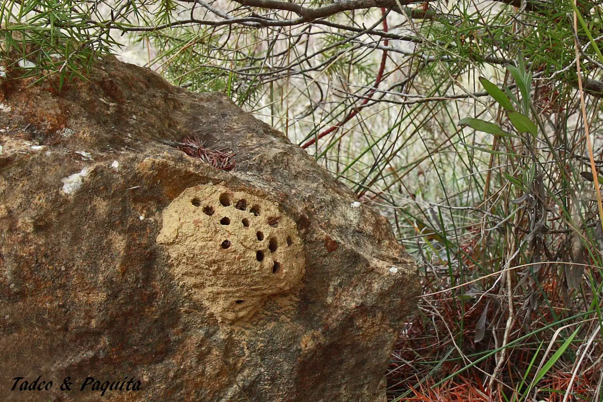 Nidos de barro