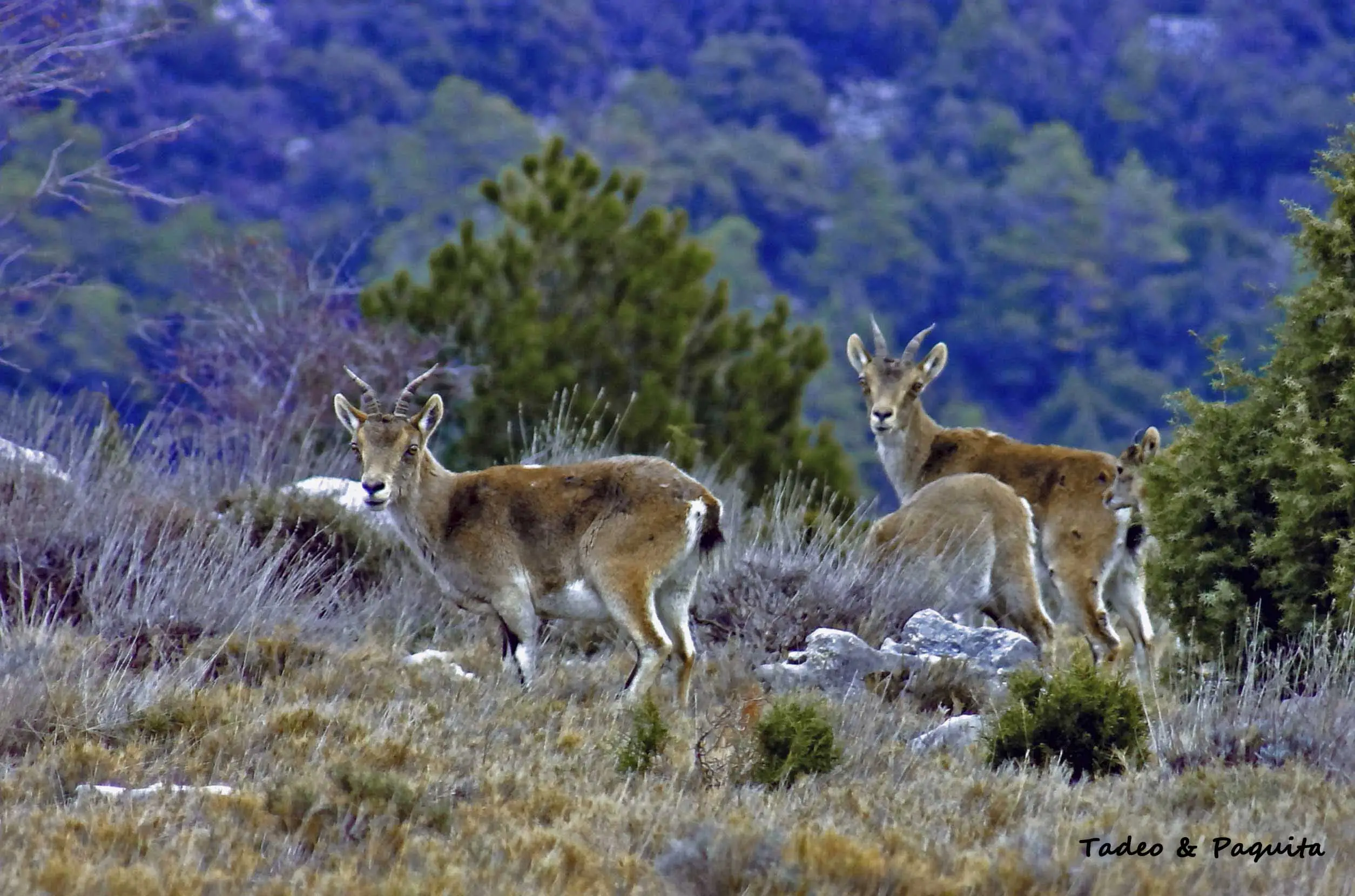 Macho de cabra montés