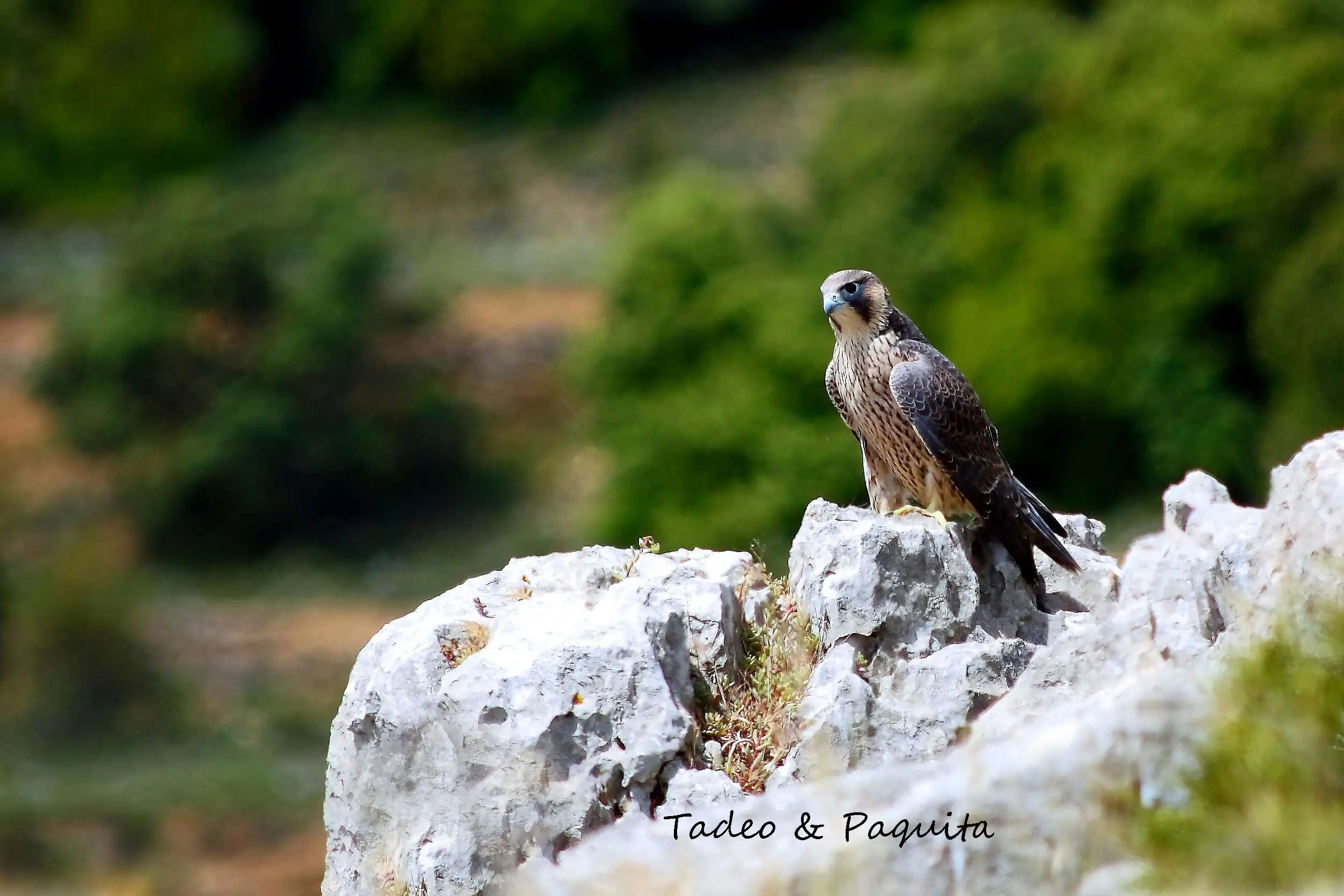 Halcón peregrino en vuelo
