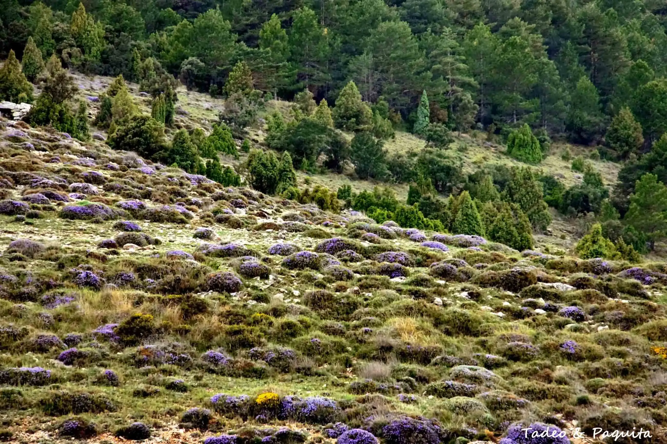 Primavera en la rambla