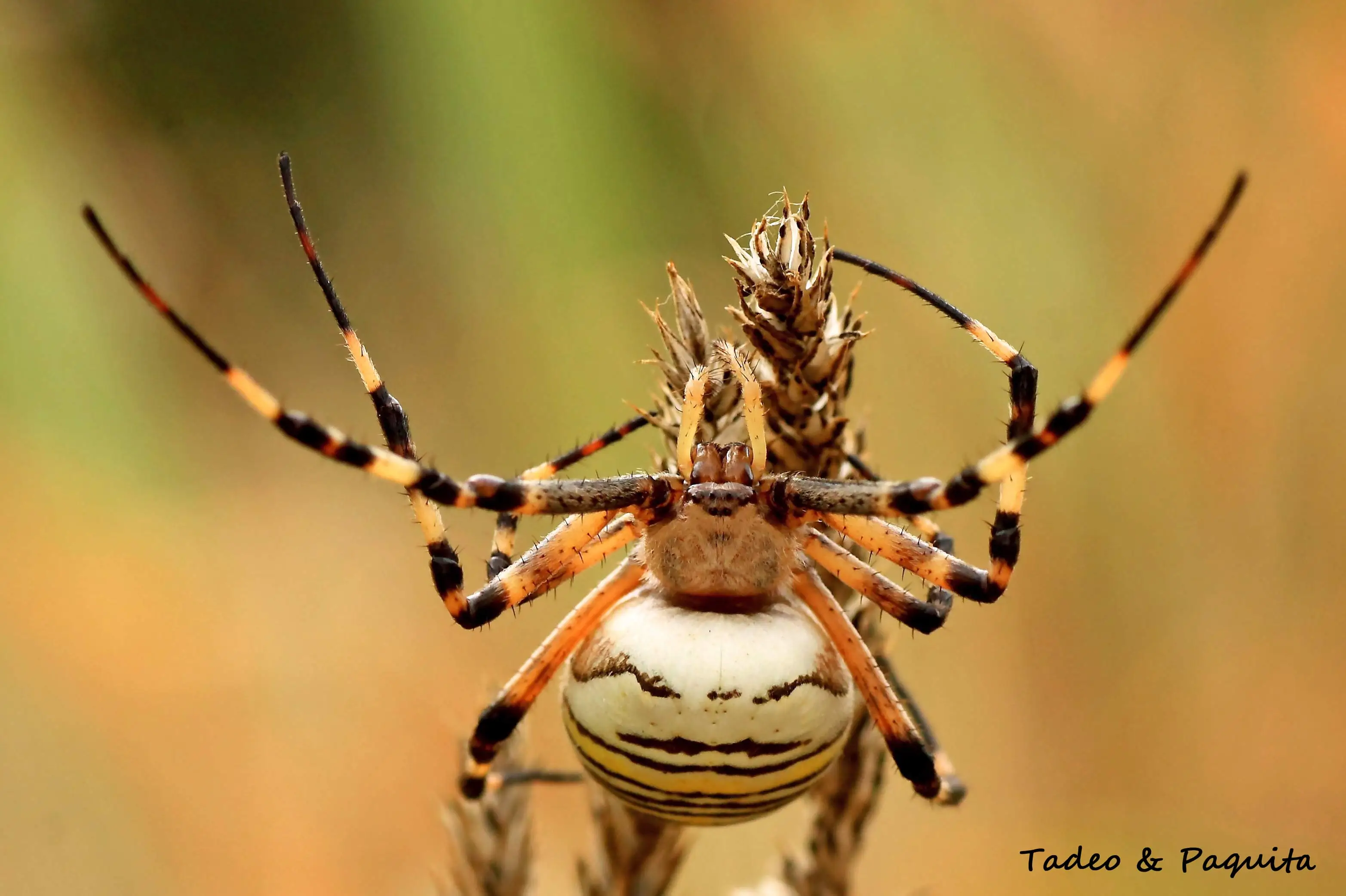Argiope bruennichi