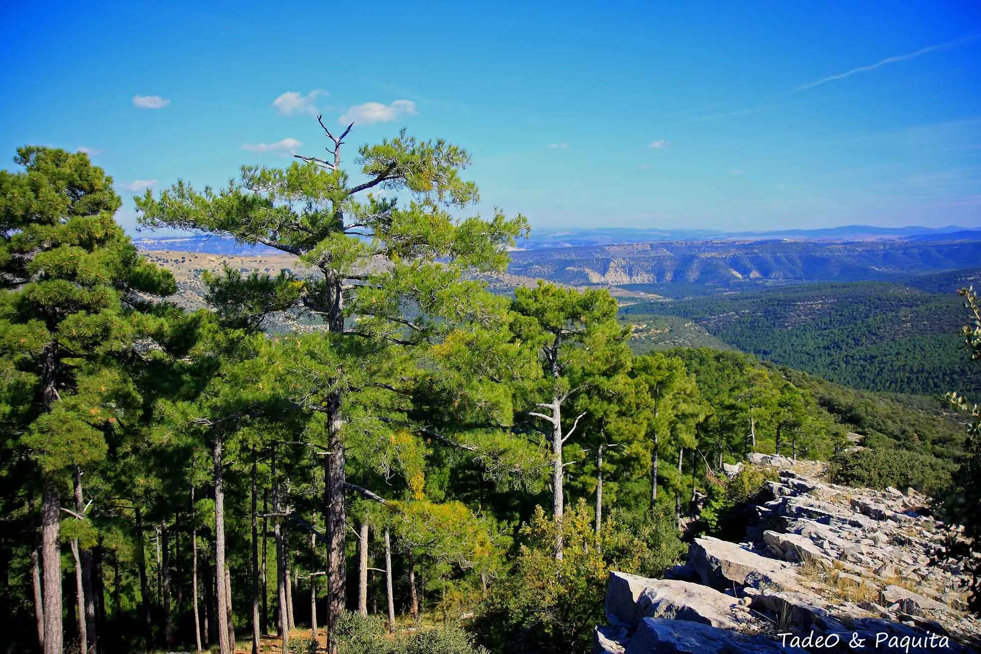 Paisaje de verano