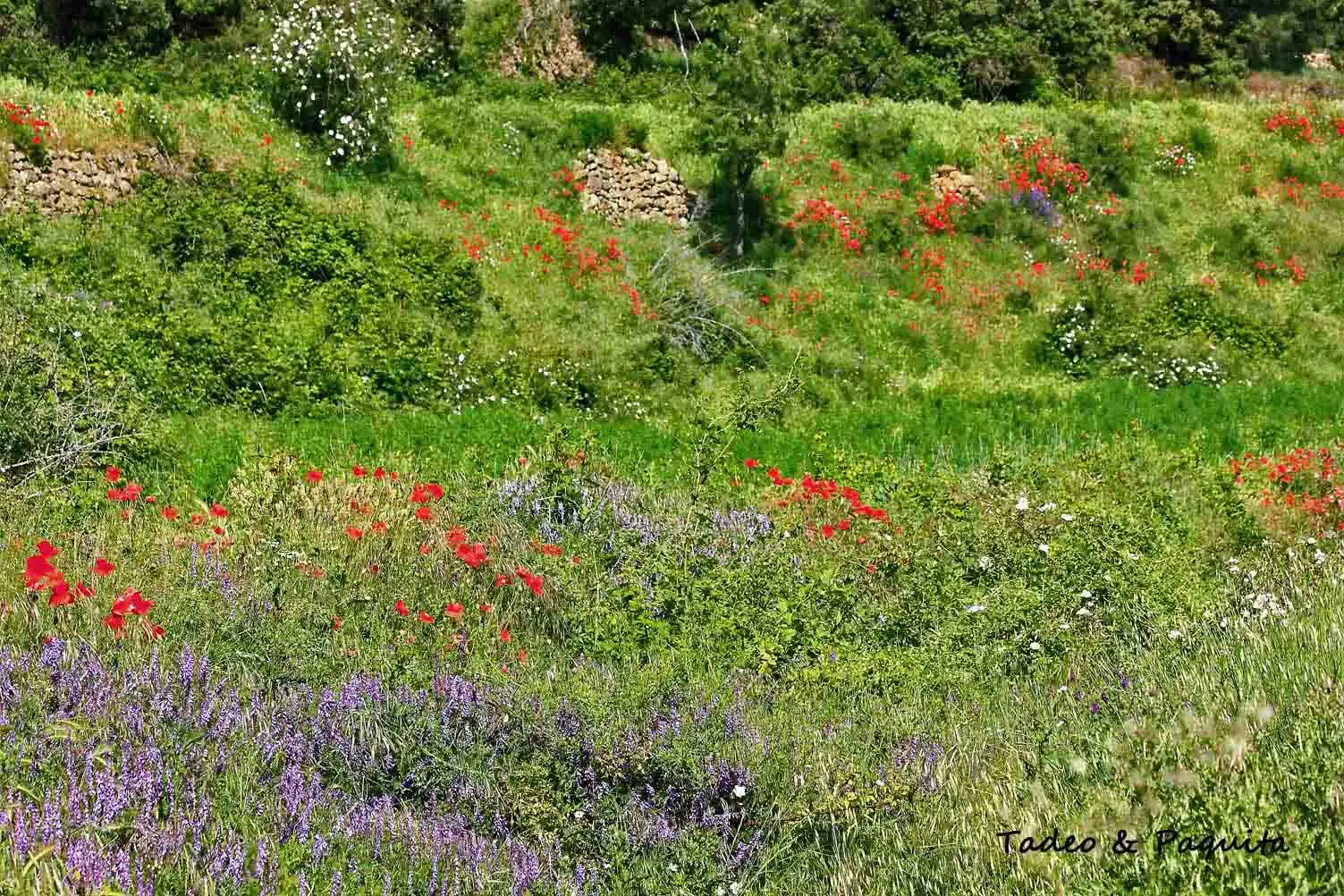 Flores silvestres