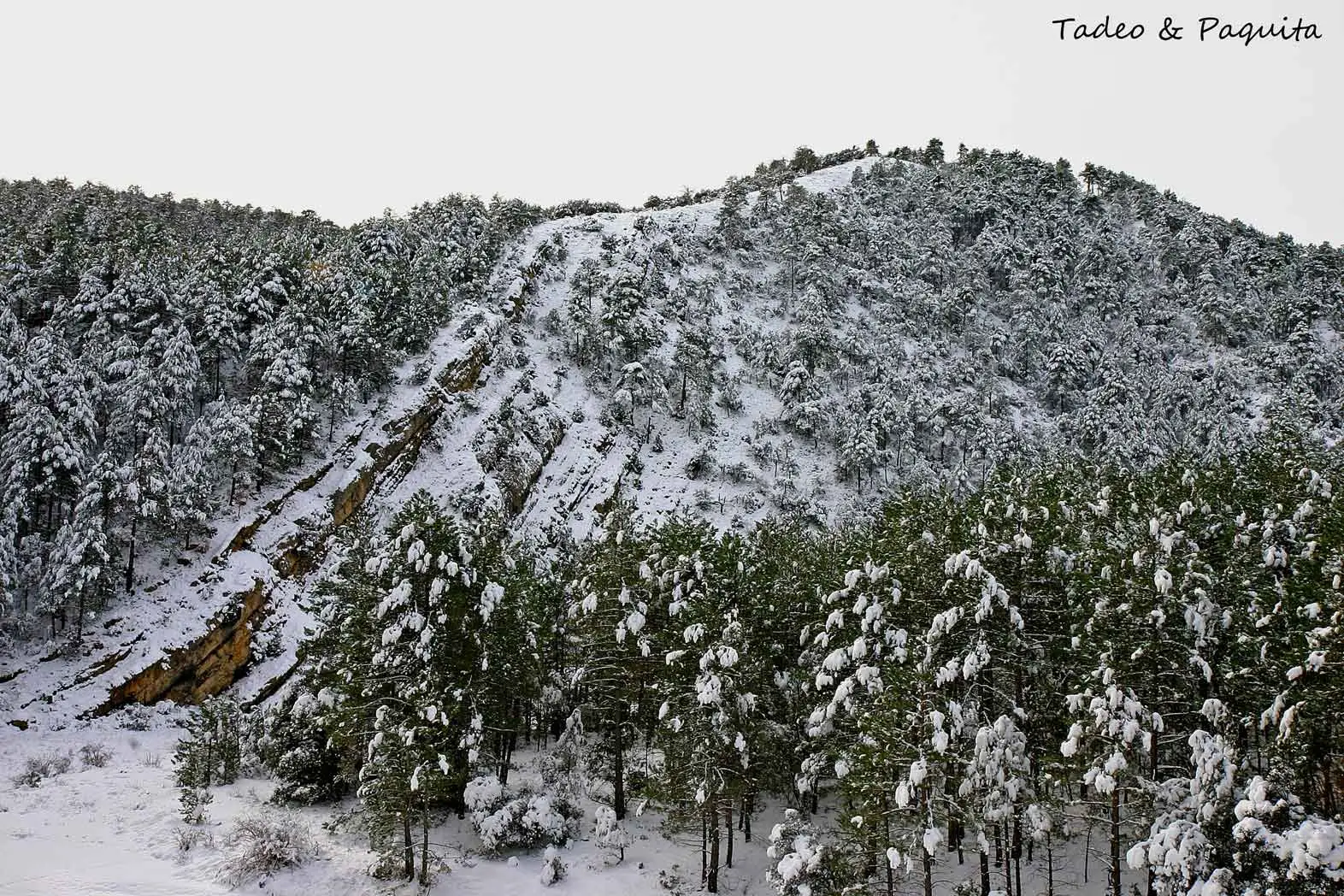 Nieve sobre los bancales