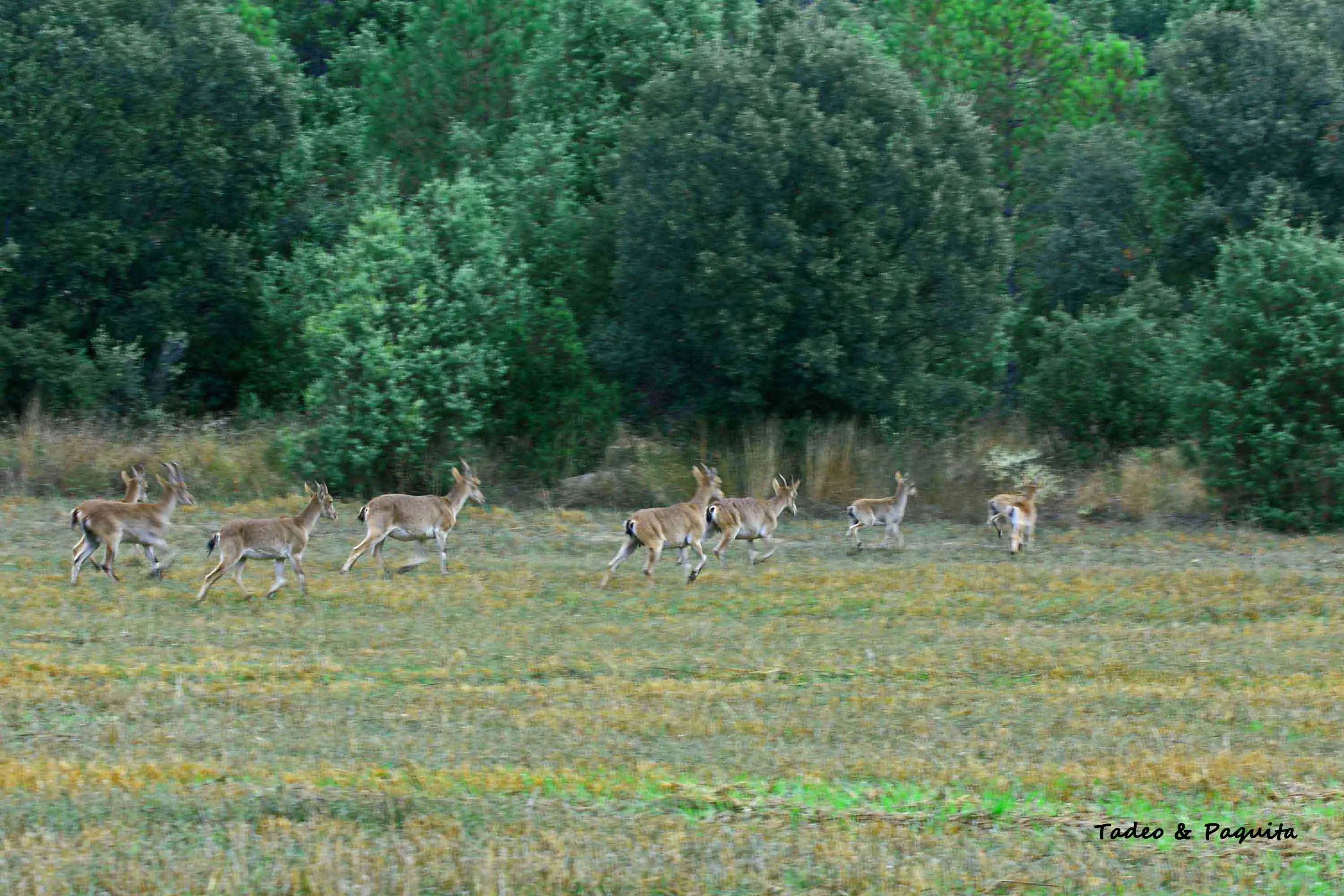 Cabra montés