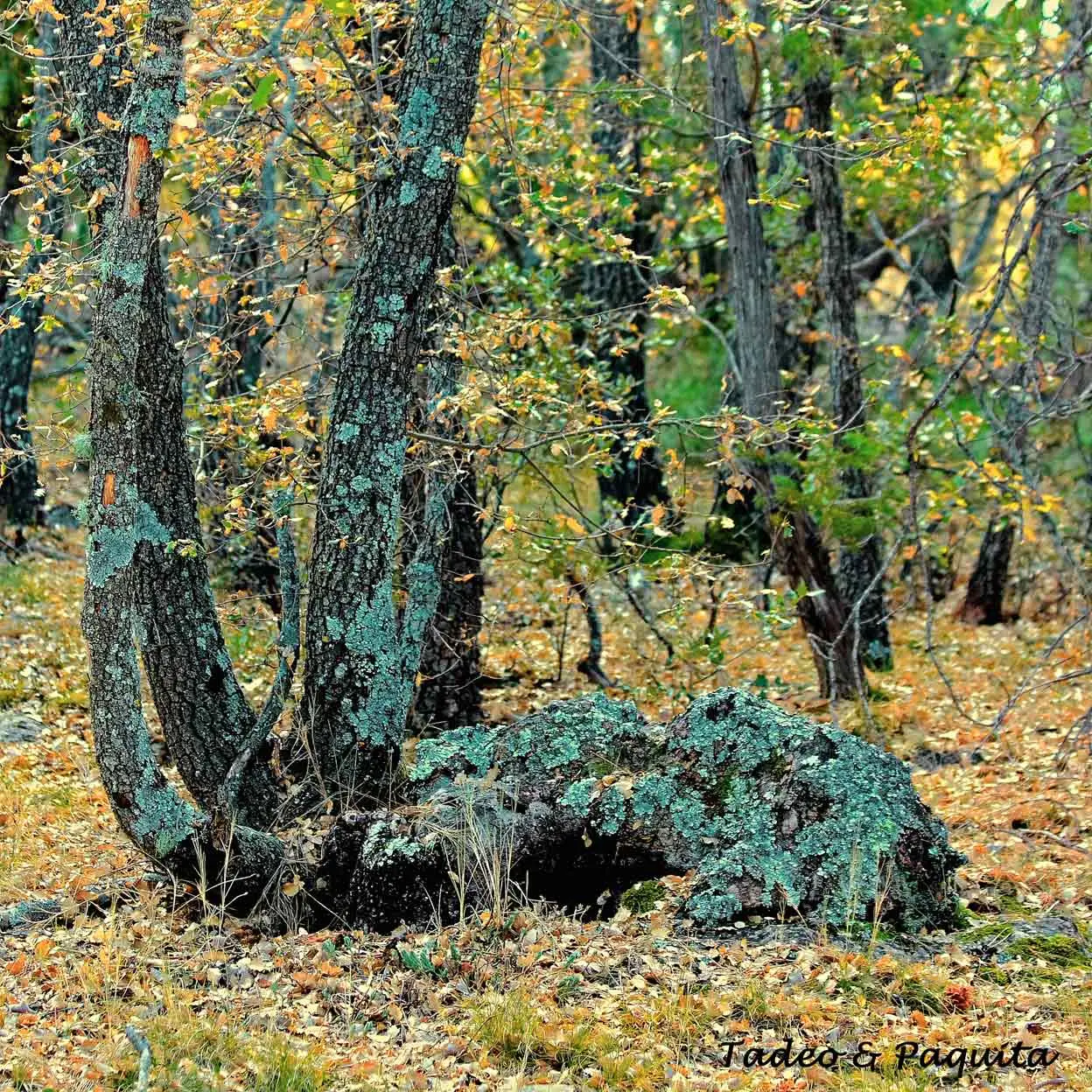 Otoño en la rambla