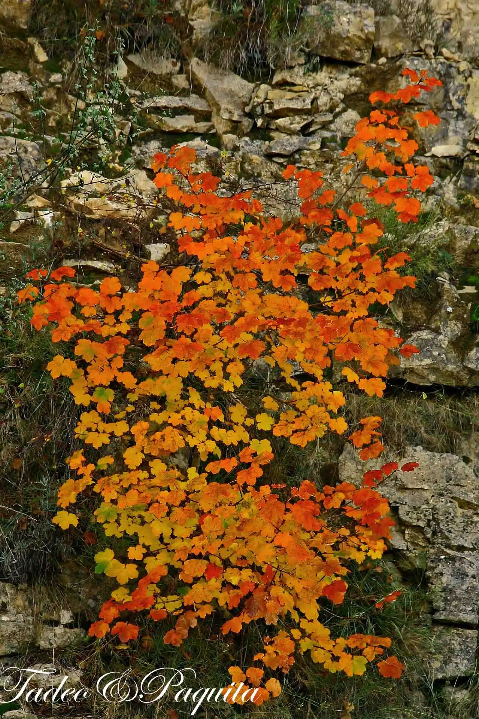 Arce real, Acer platanoides