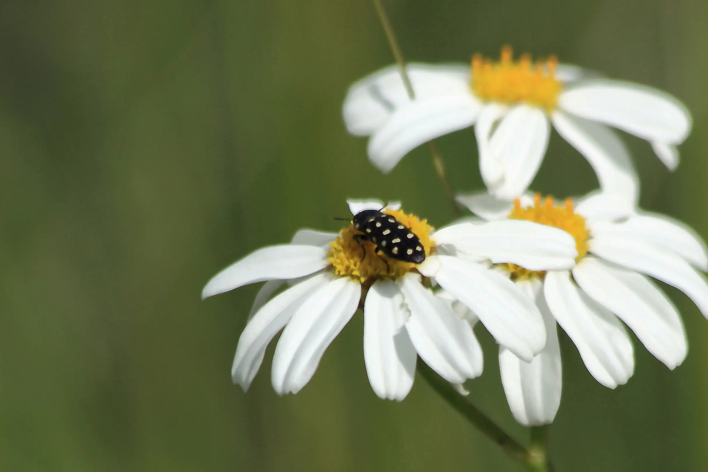 Acmaeodera degener
