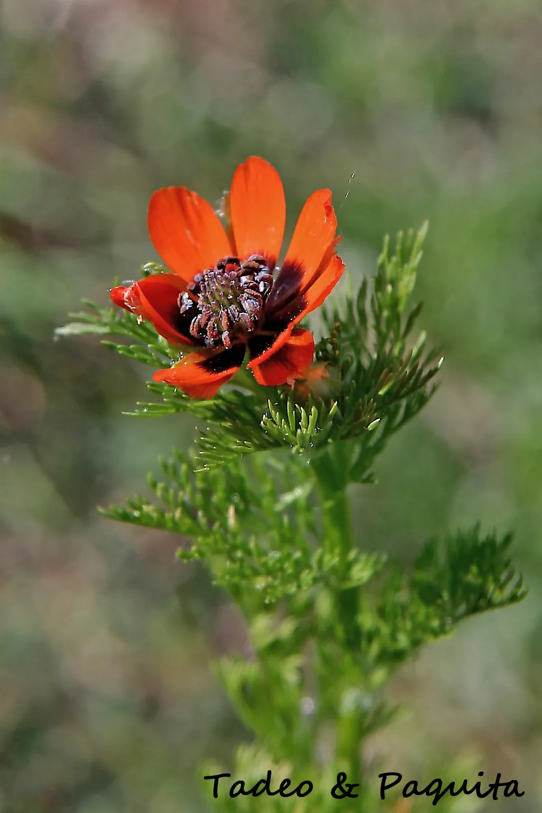 Adonis annua, gota de sangre, ojo de perdiz