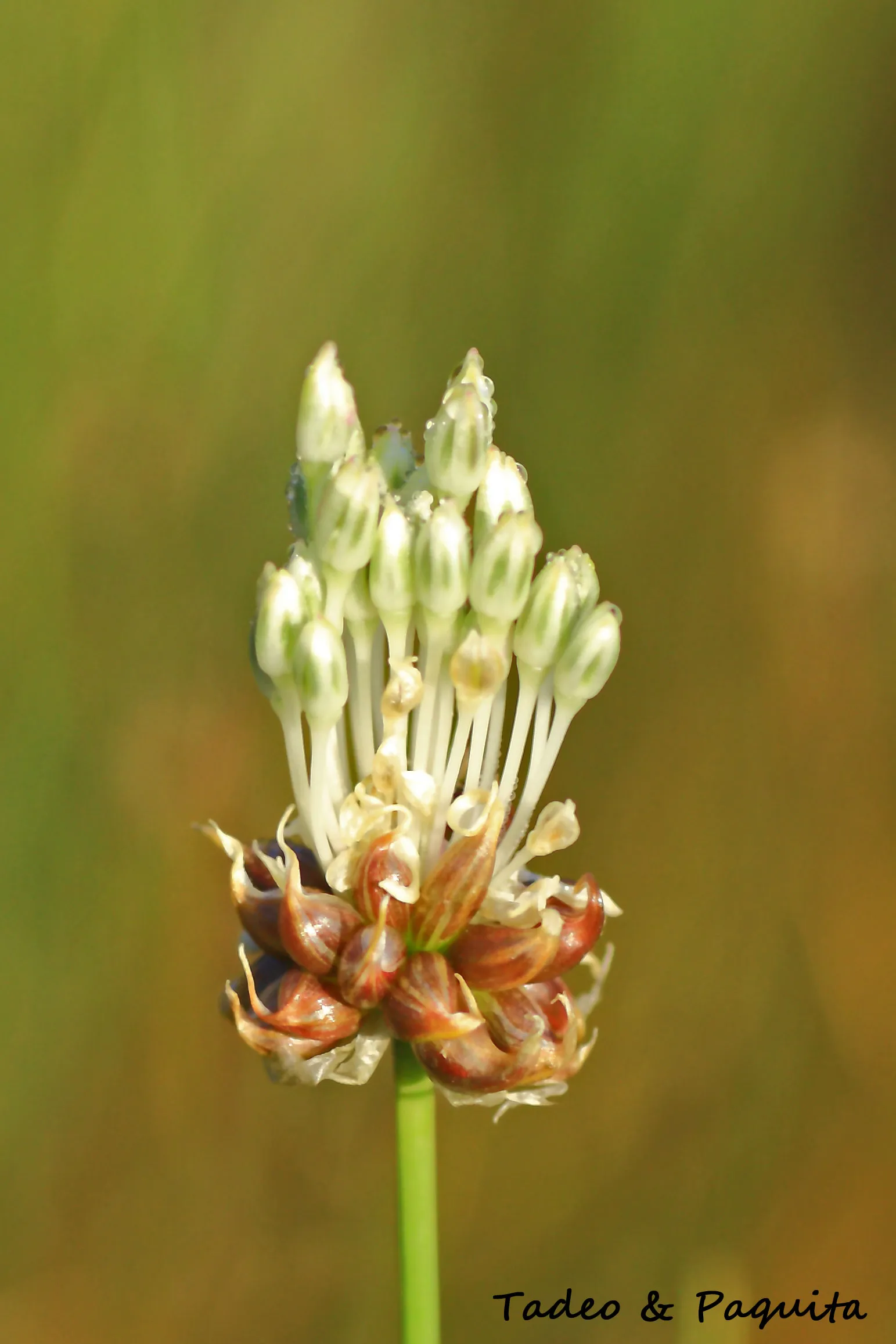 Allium oleraceum, ajo silvestre