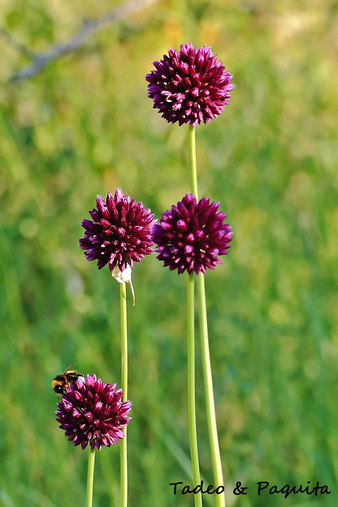 Allium scorodoprasum, ajo pardo