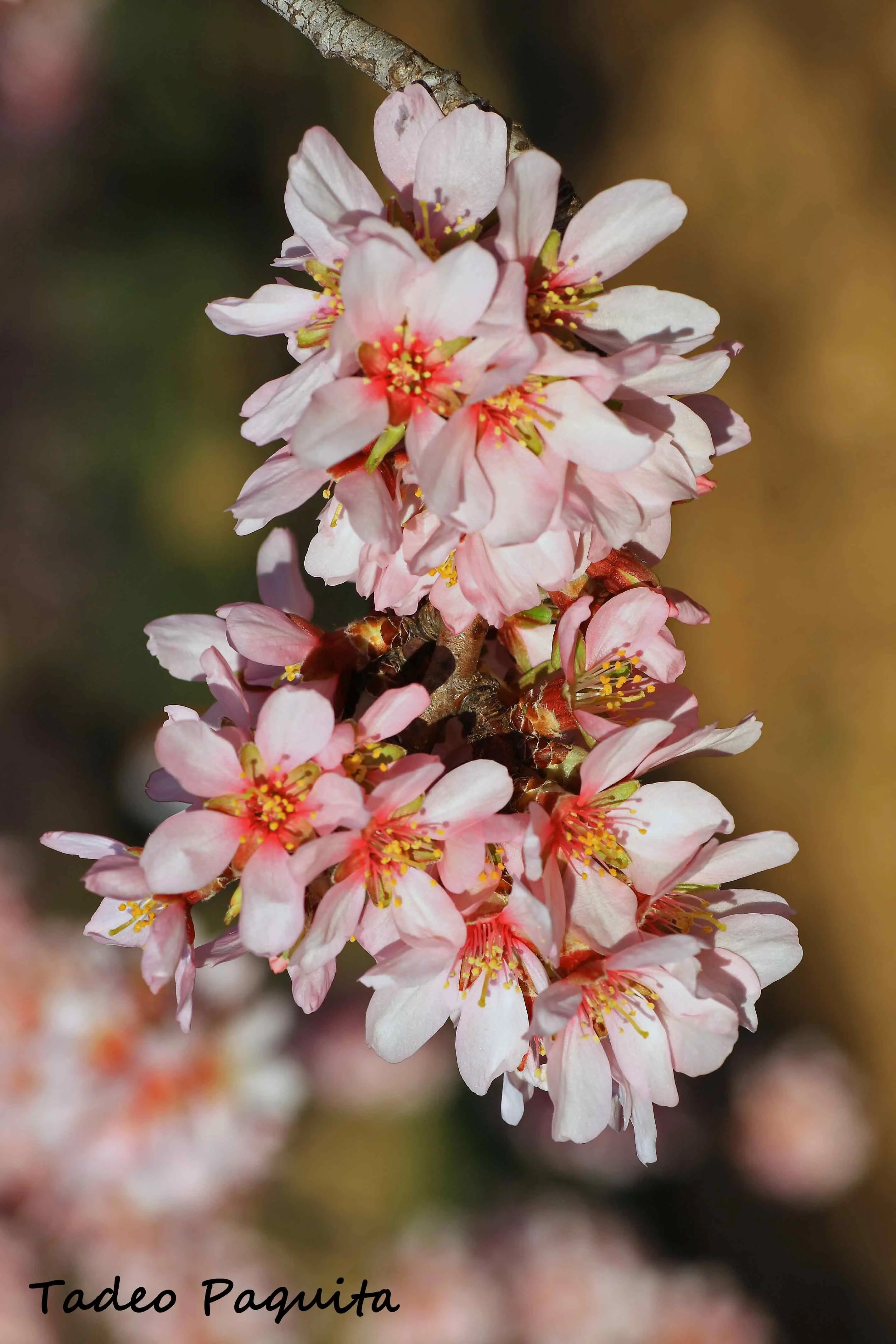 Prunus dulcis, almendro