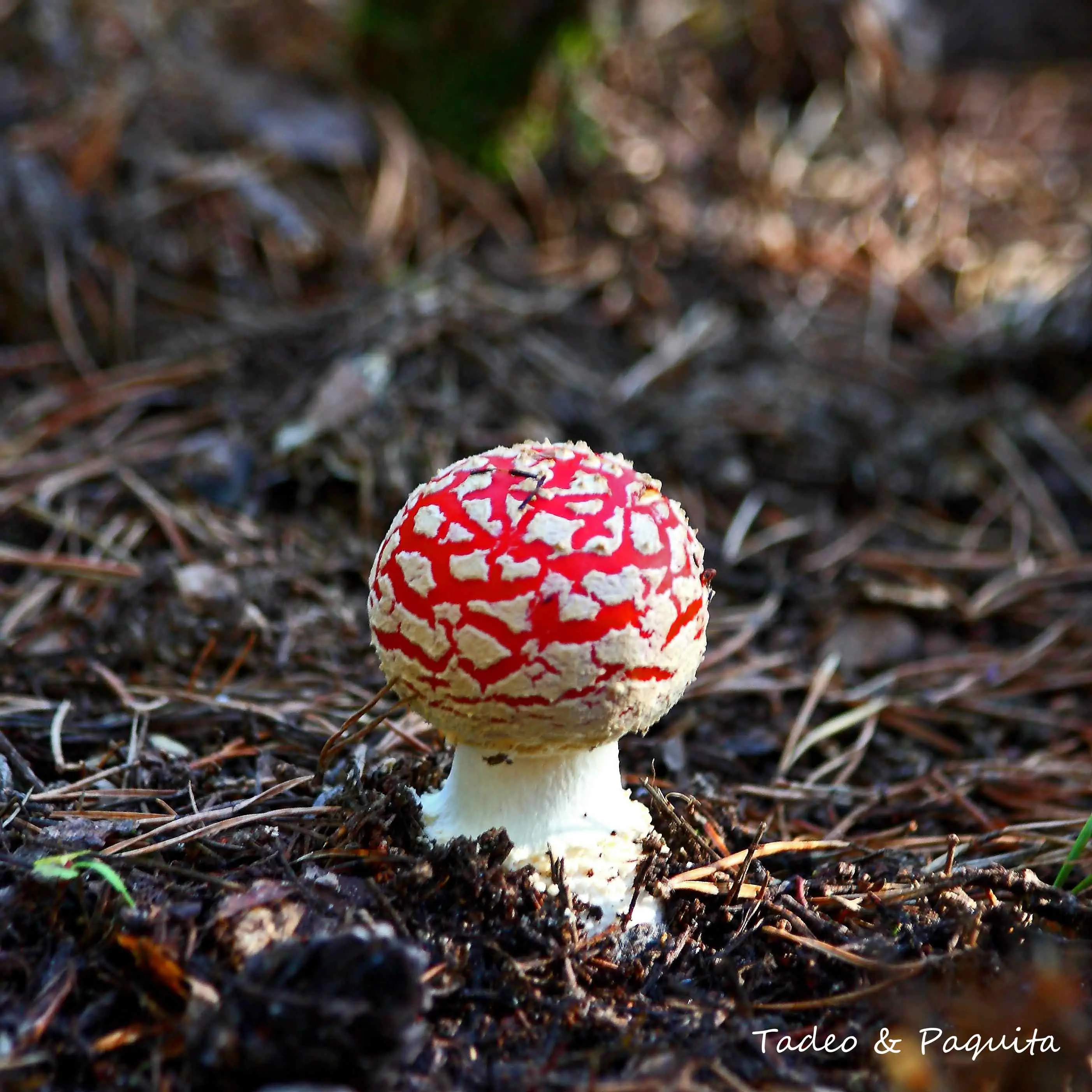 Amanita muscaria