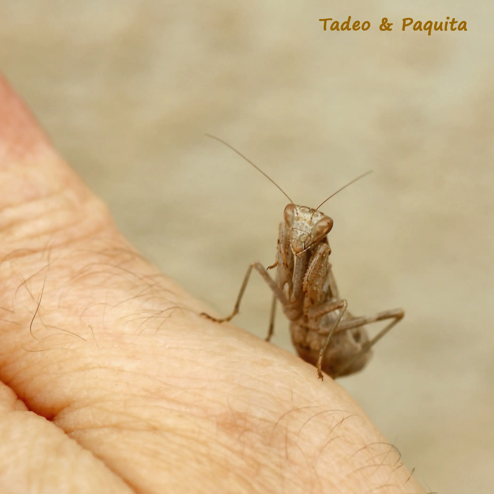 Ameles spallanzania