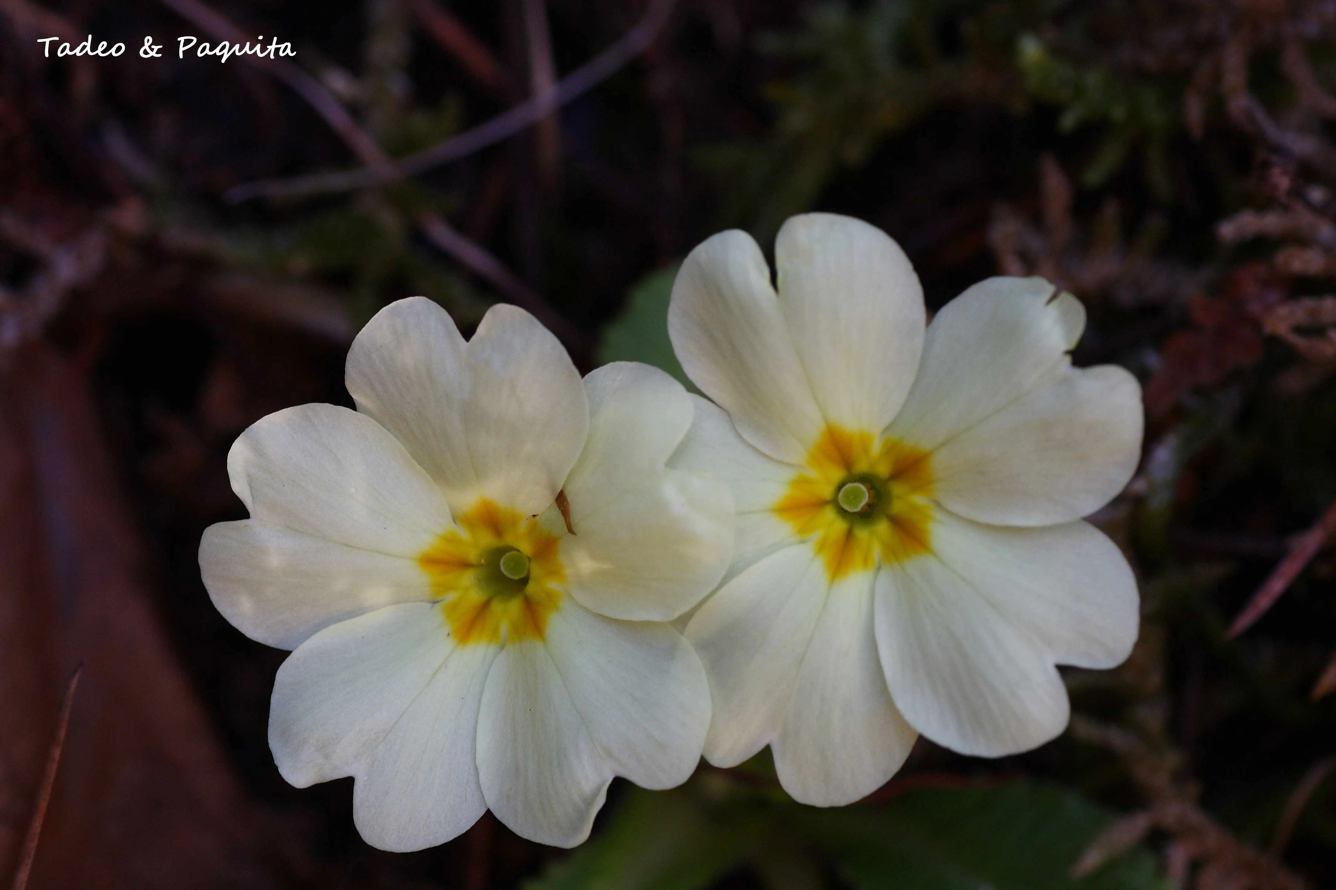 Androsace obtusifolia