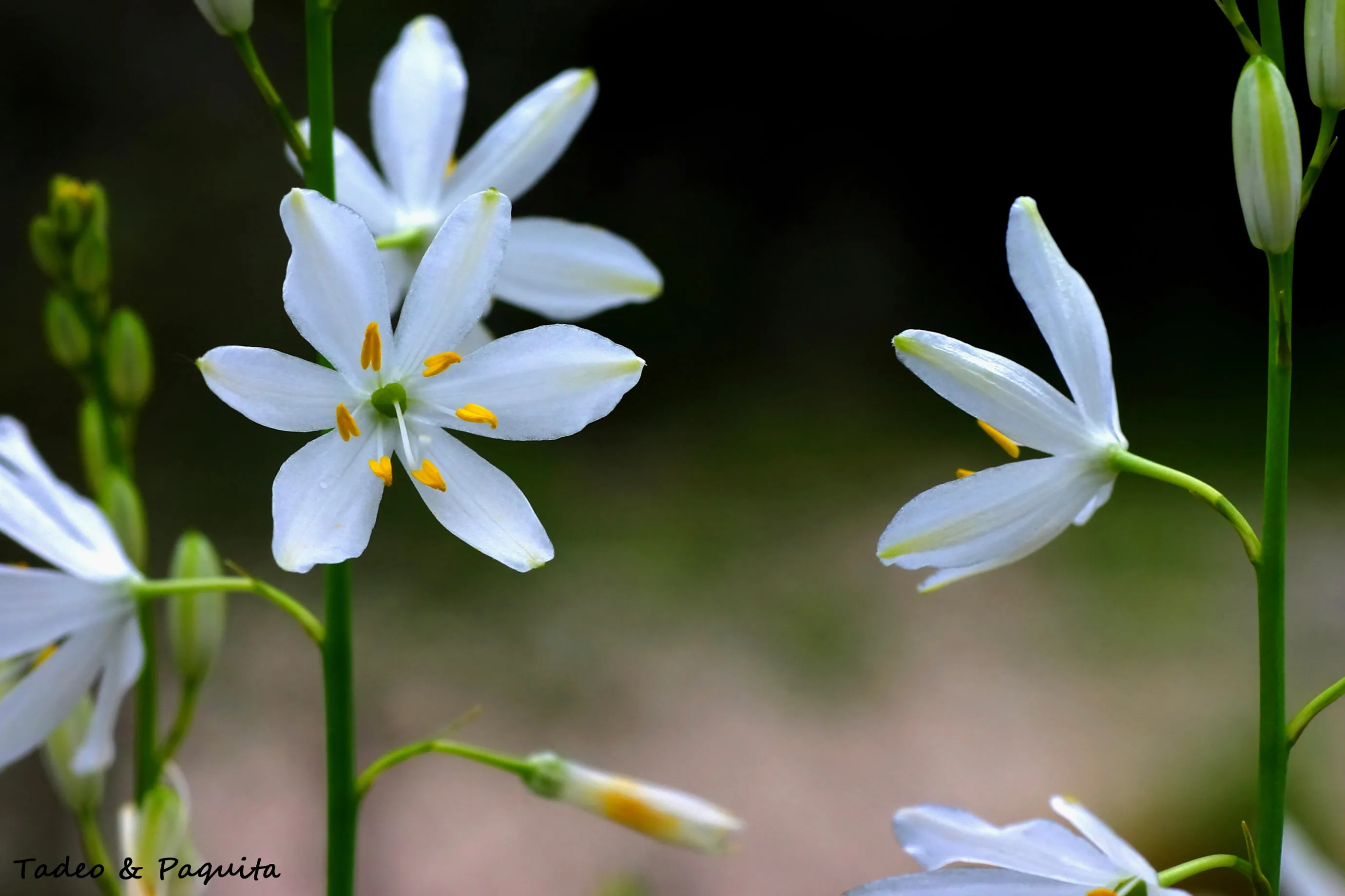 Anthericum liliago, hierba de la araña, falangera