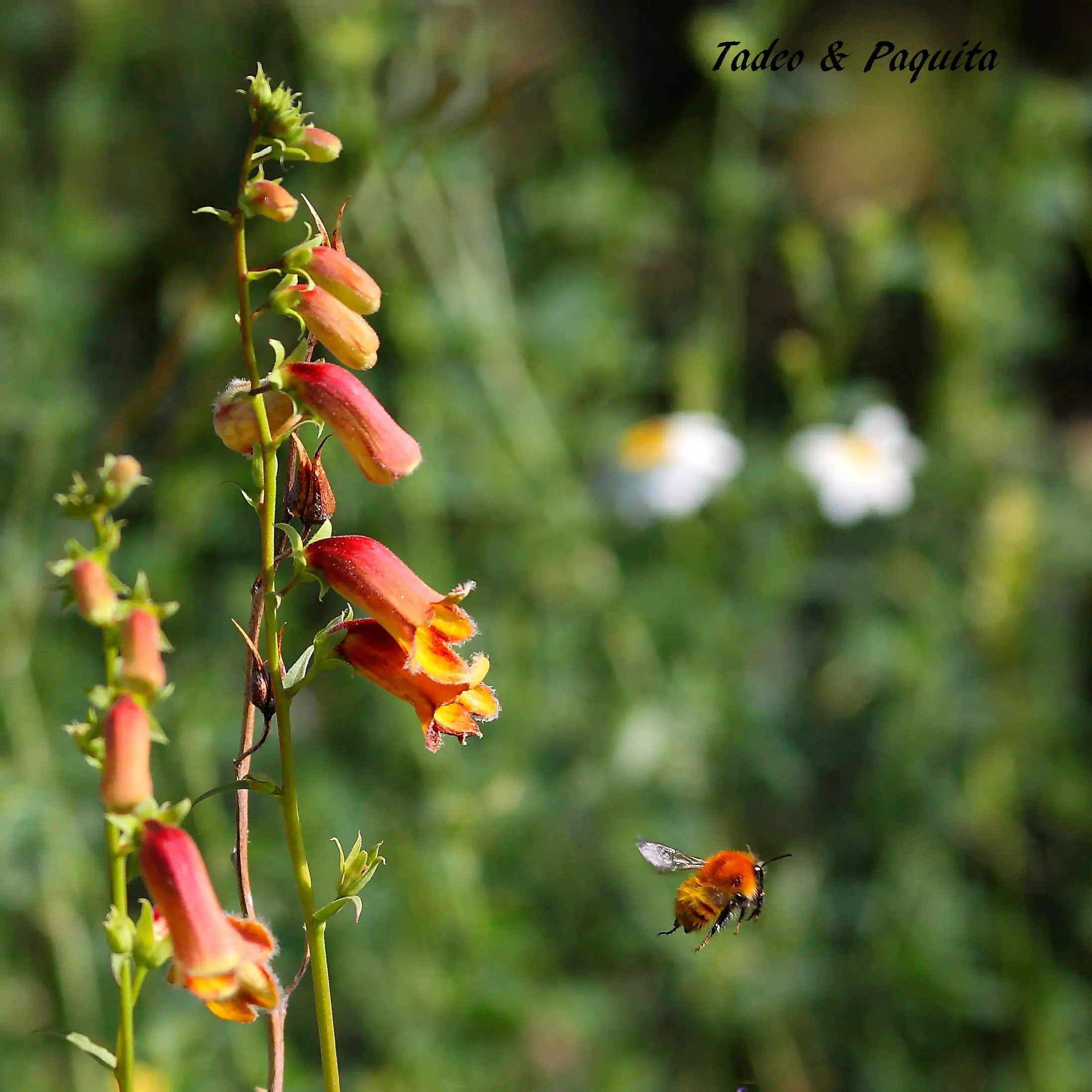 Abeja, abella