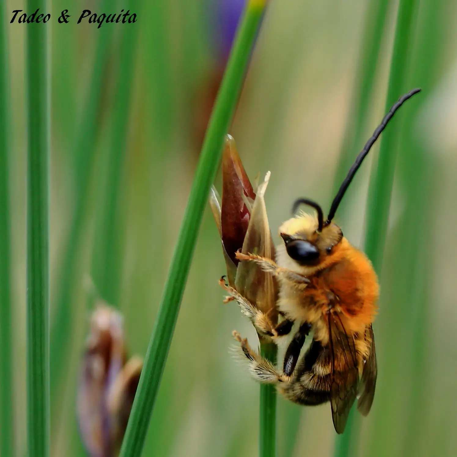 Apis mellifera
