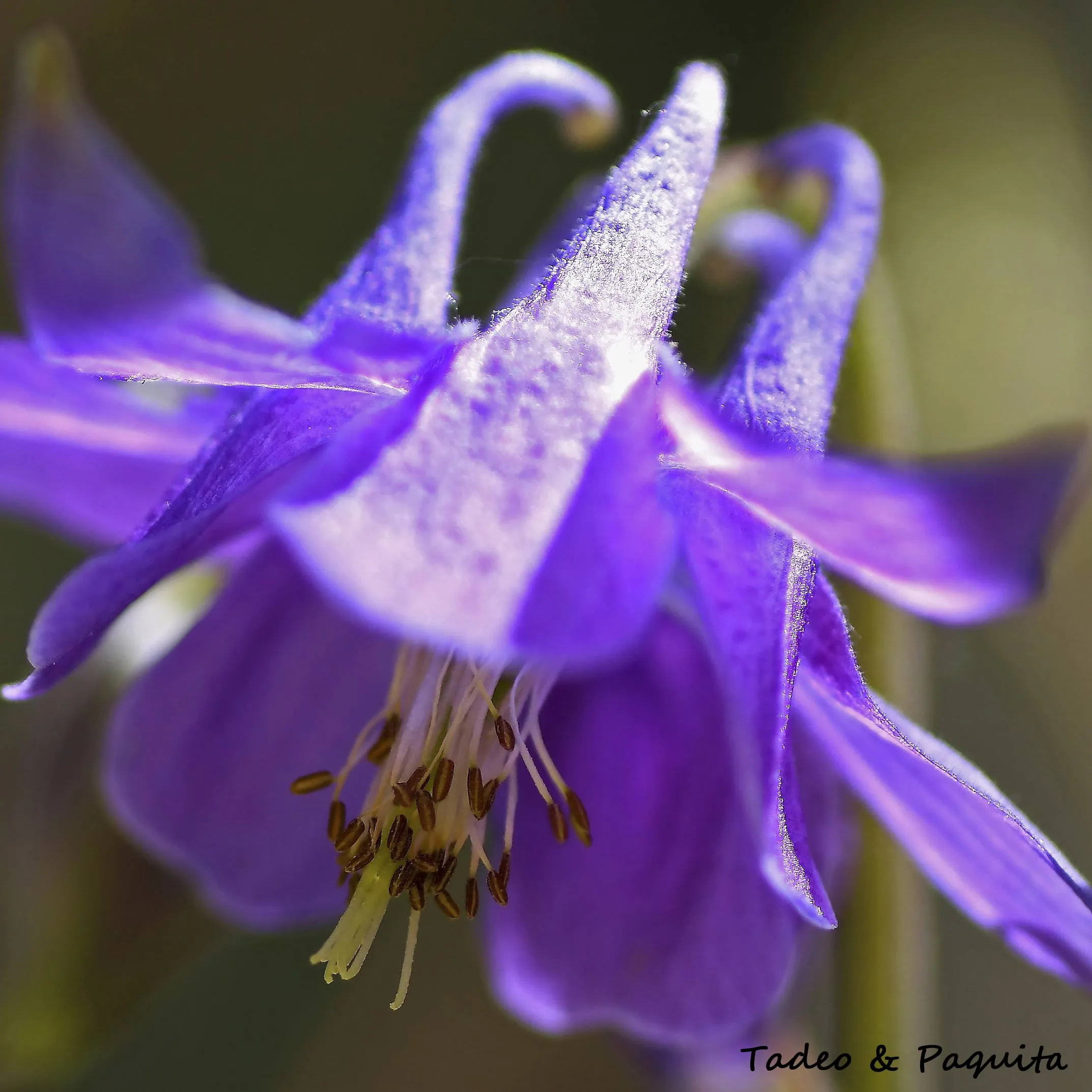 Aquilegia vulgaris, aguileña común