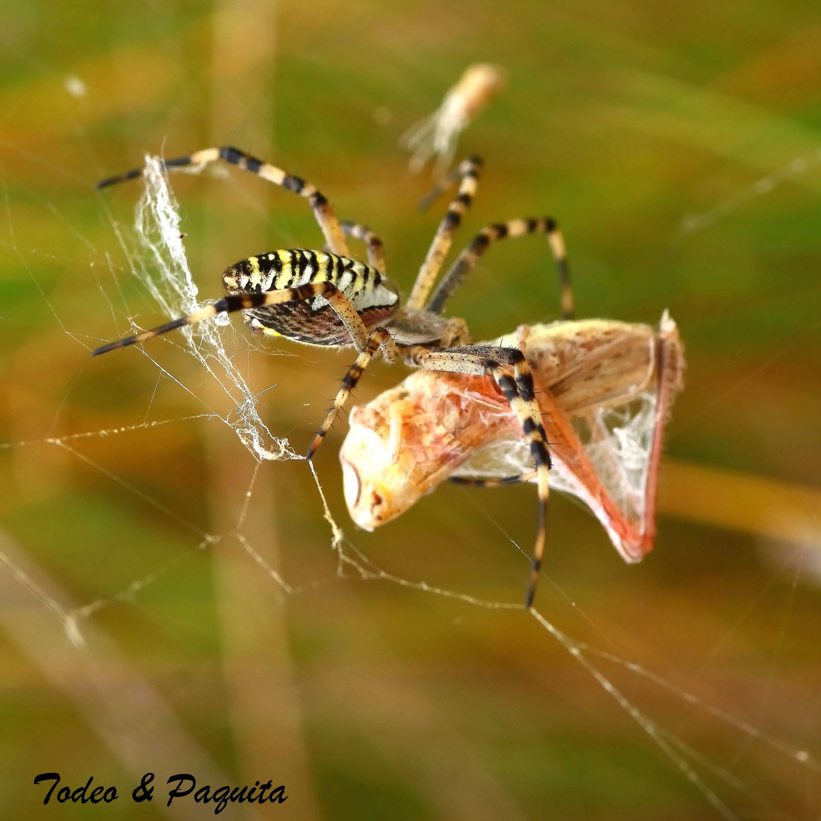 Araña tigre con un saltamontes
