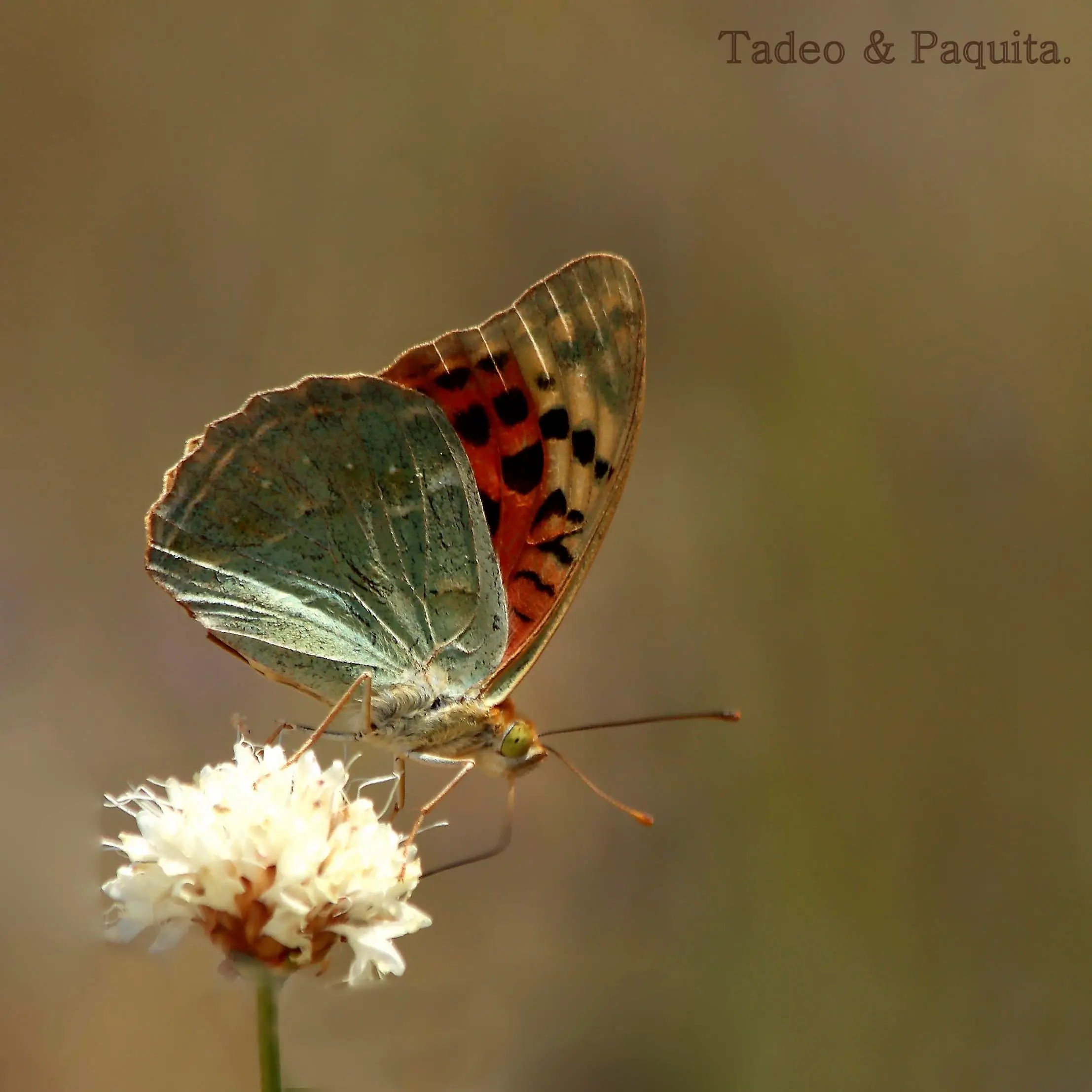 Argynnis pandora
