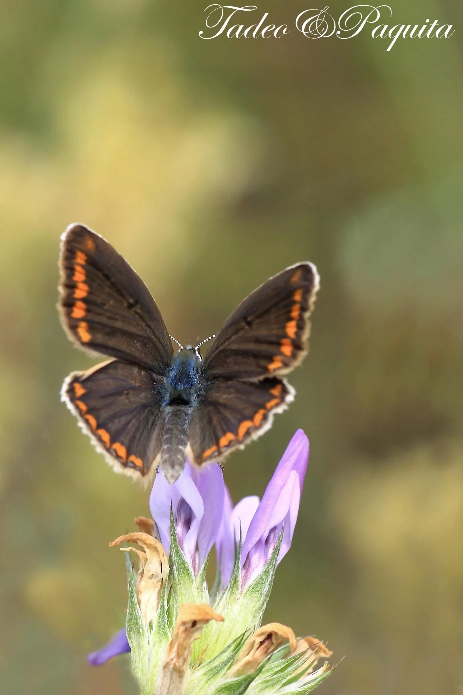 Aricia agestis