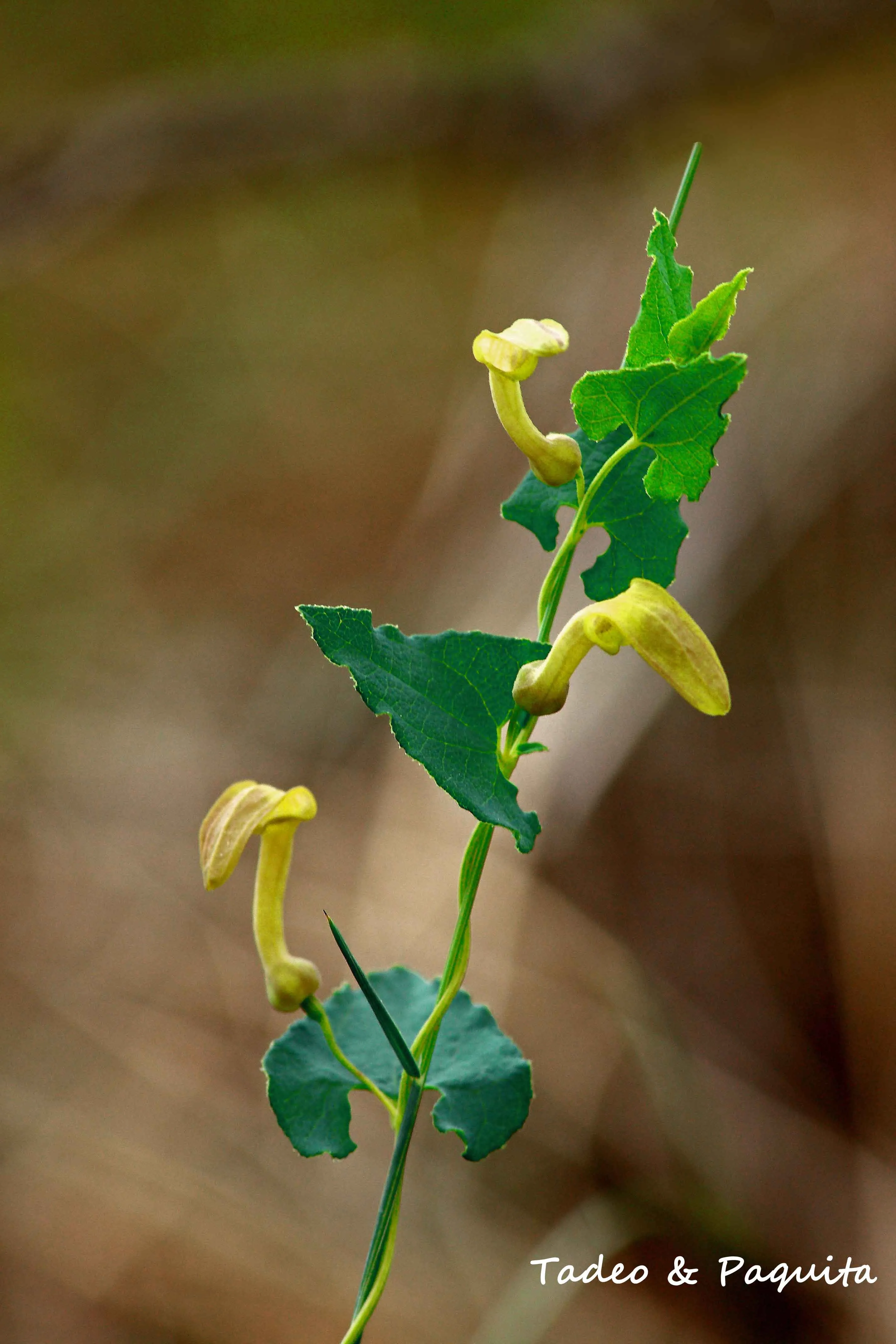 Aristolochia pistolochia, aristoloquia menor