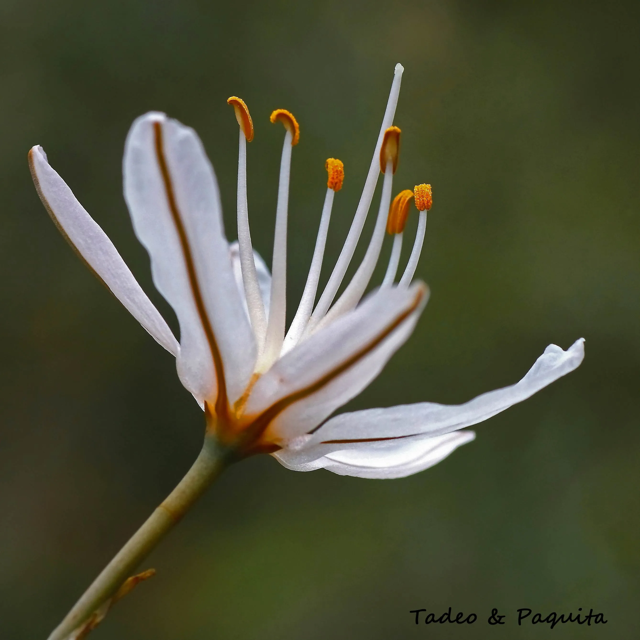 Asphodelus albus, gamón, vara de San José