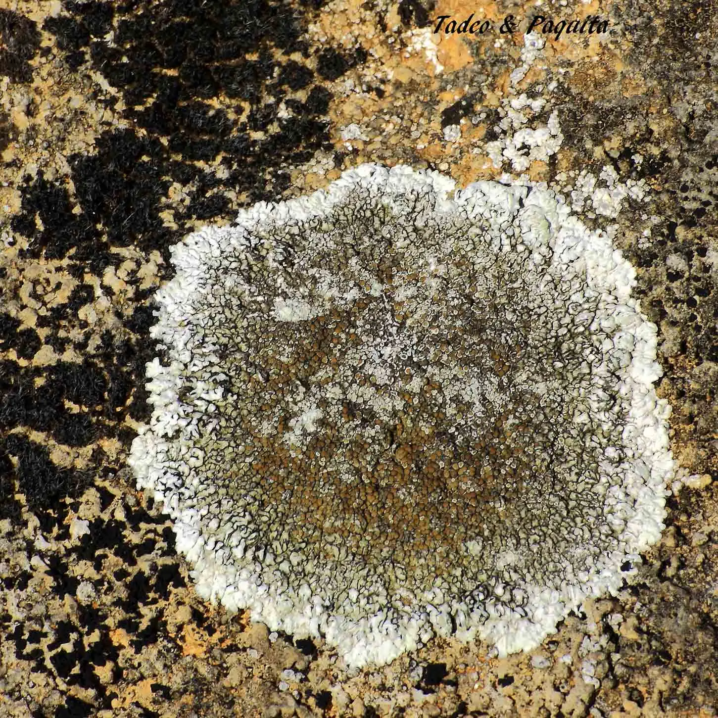 Aspicilia calcarea