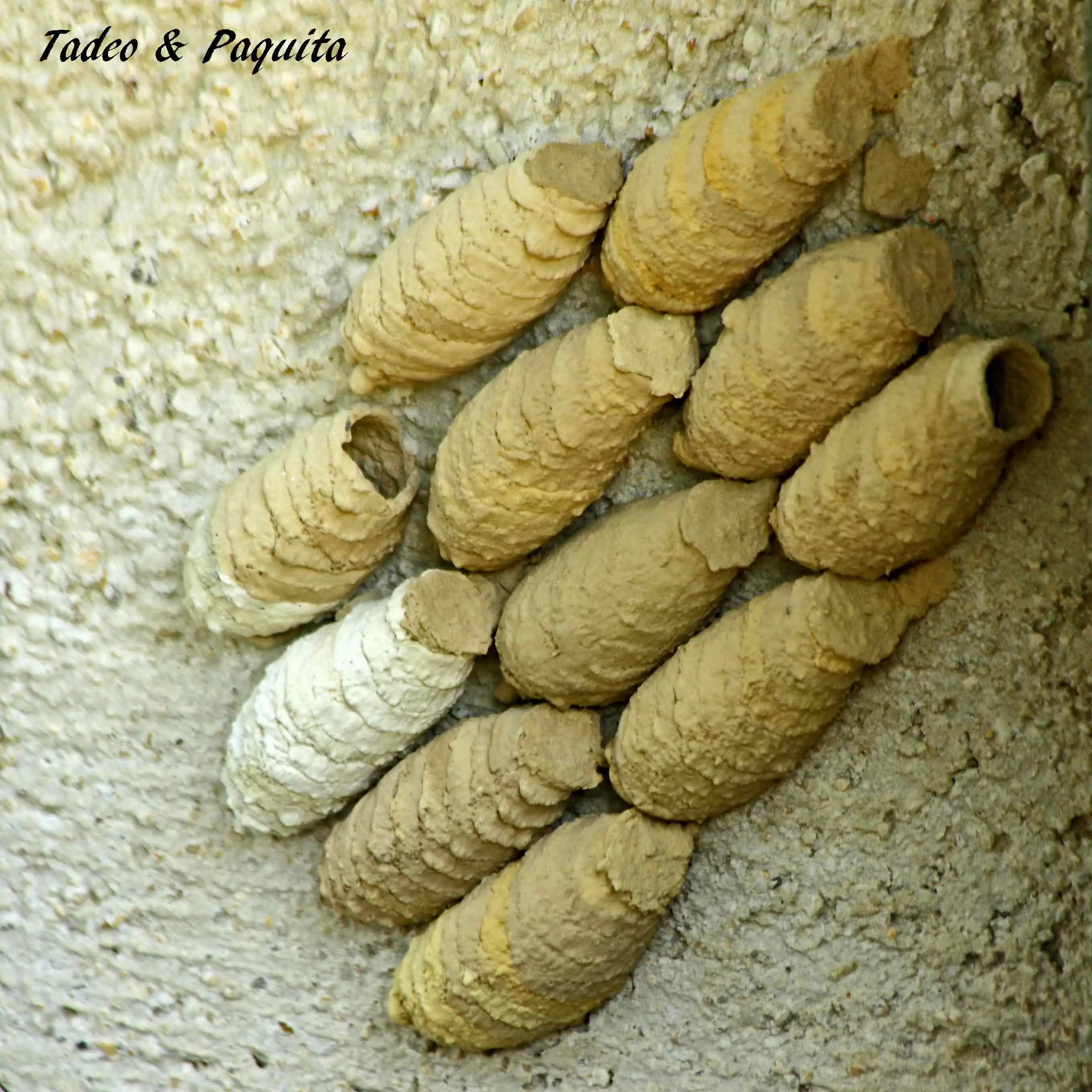 Avispa alfarera junto a sus nidos