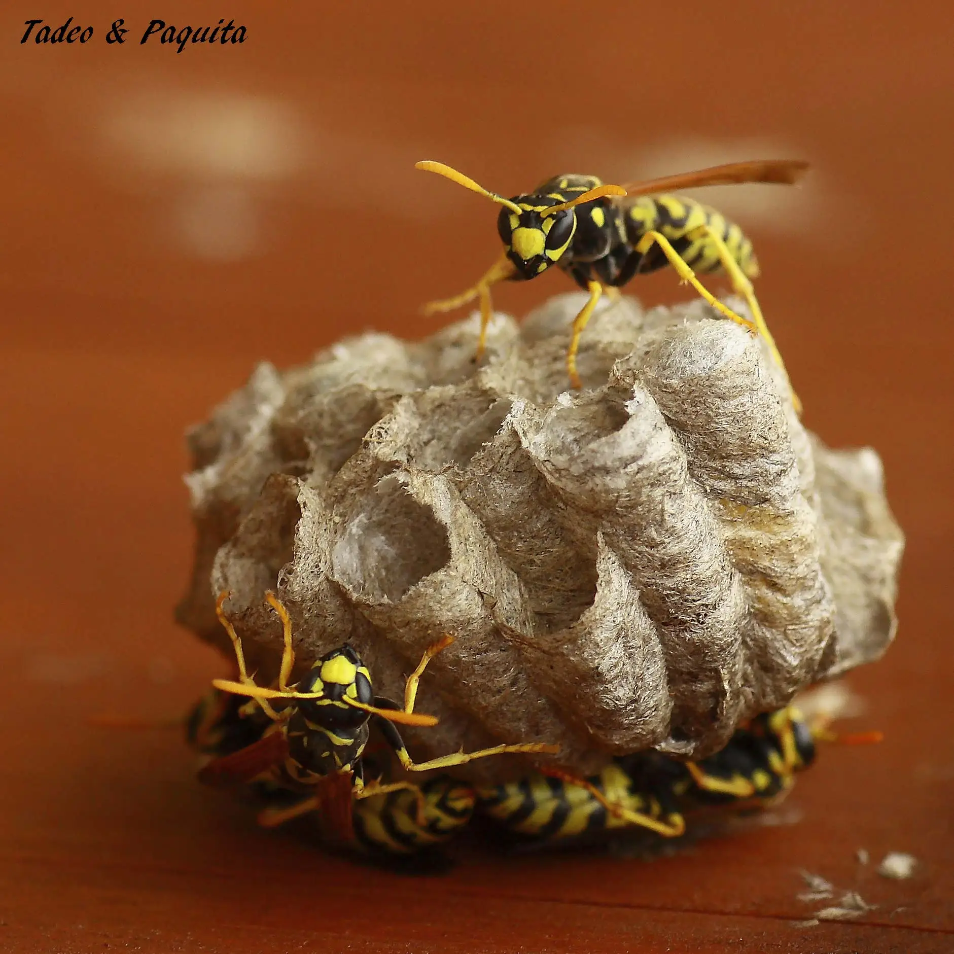 Polistes nimpha