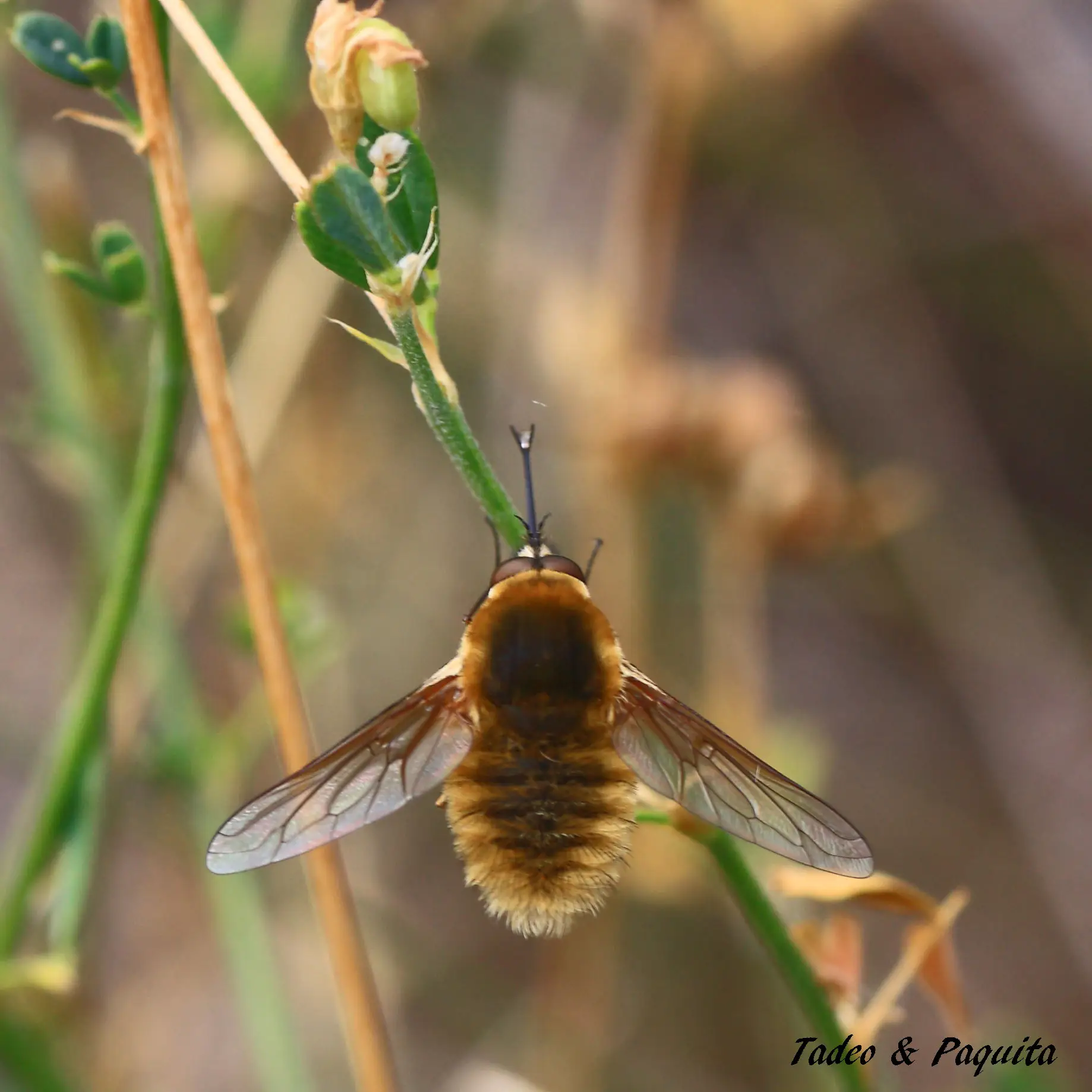 Abejorro, Bombus
