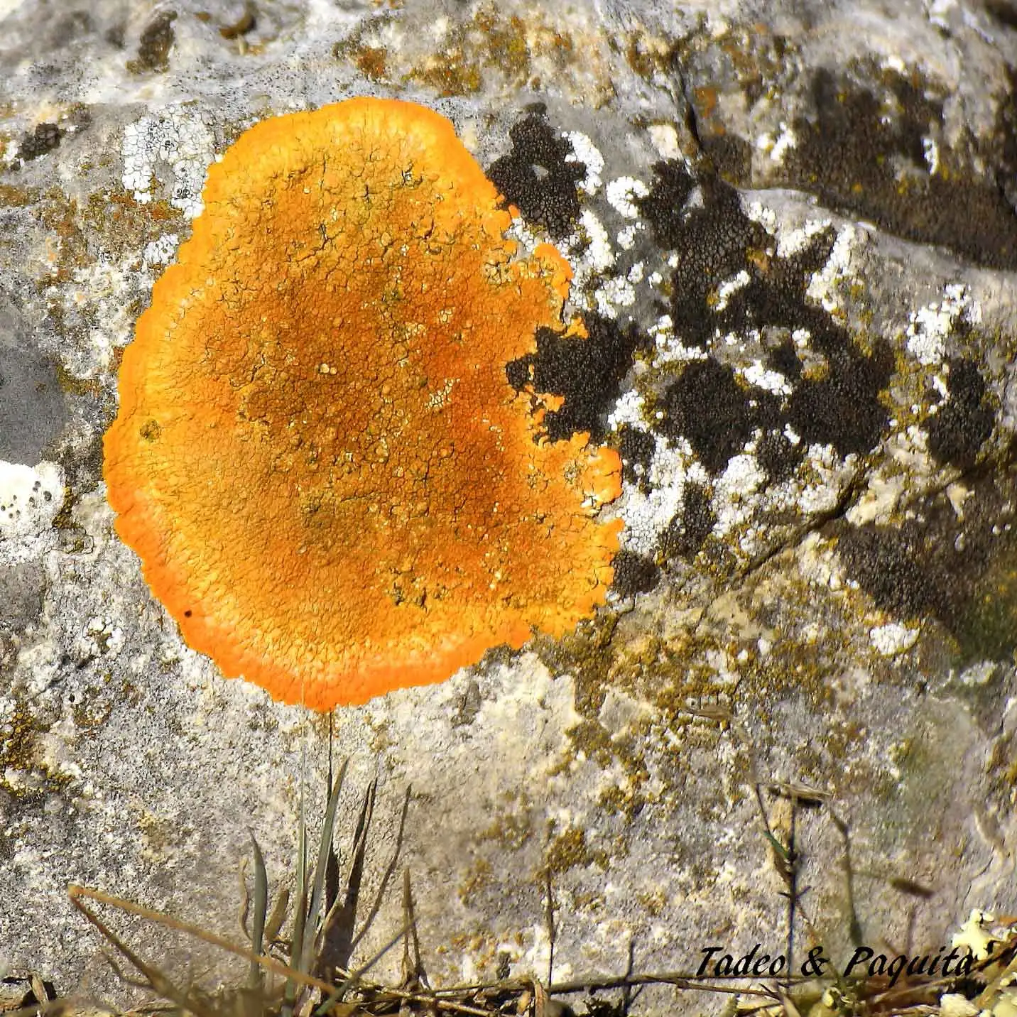 Caloplaca aurantia