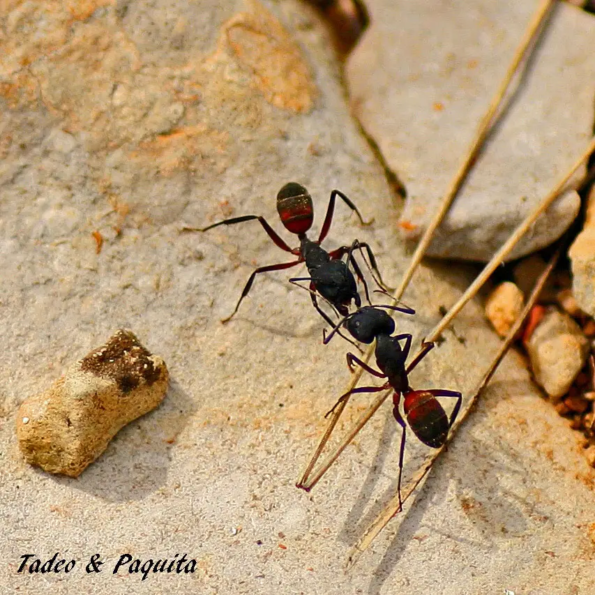 Camponotus cruentatus