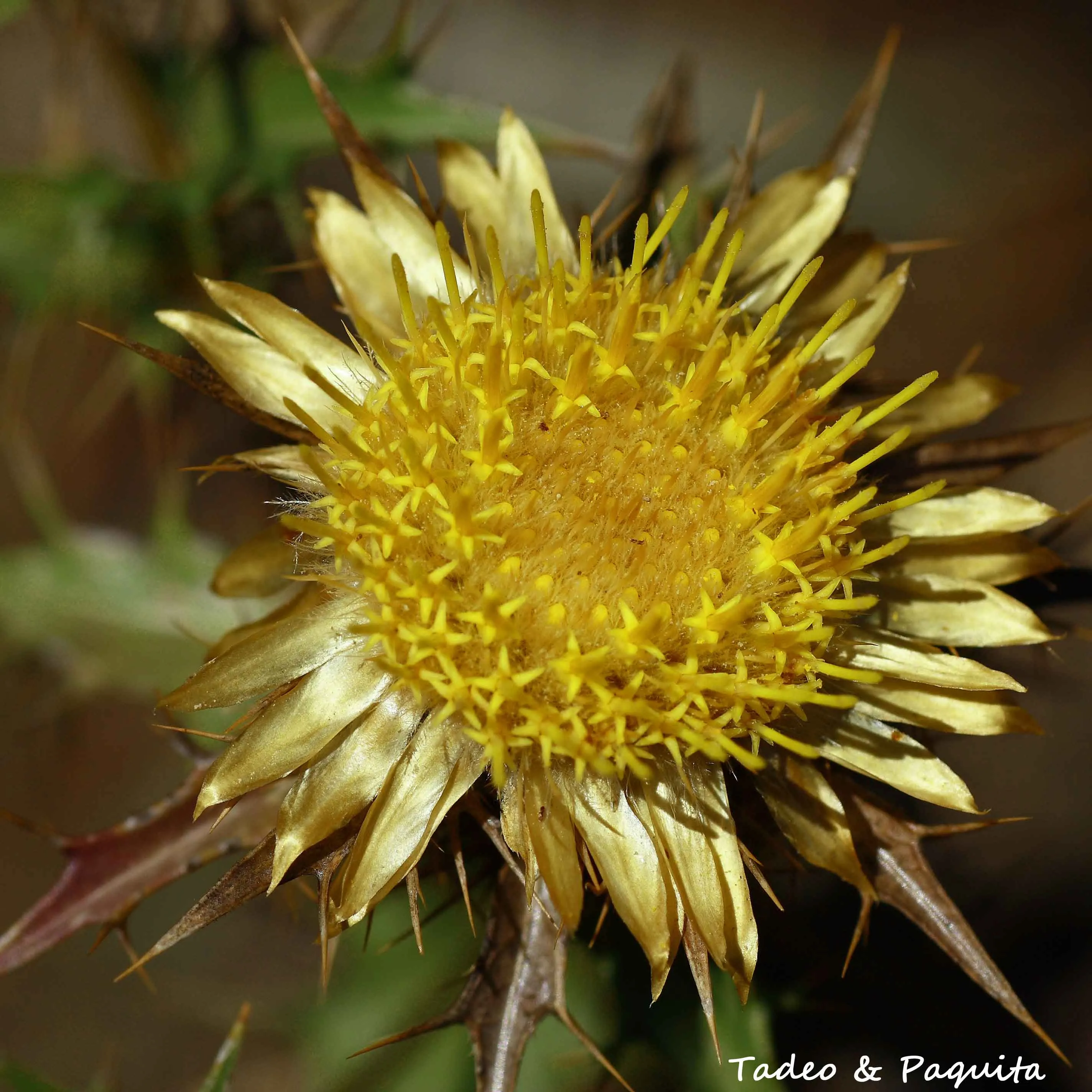 Carlina hispanica