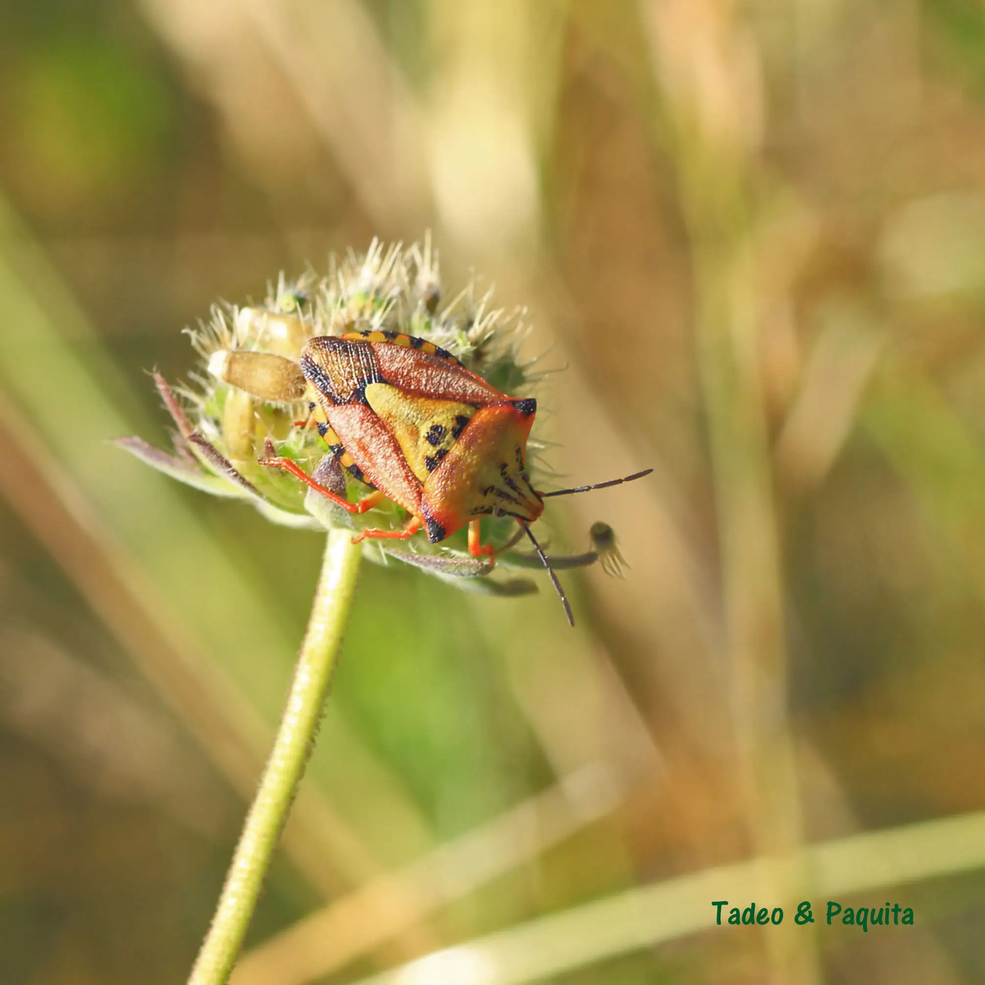Carpocoris pudicus