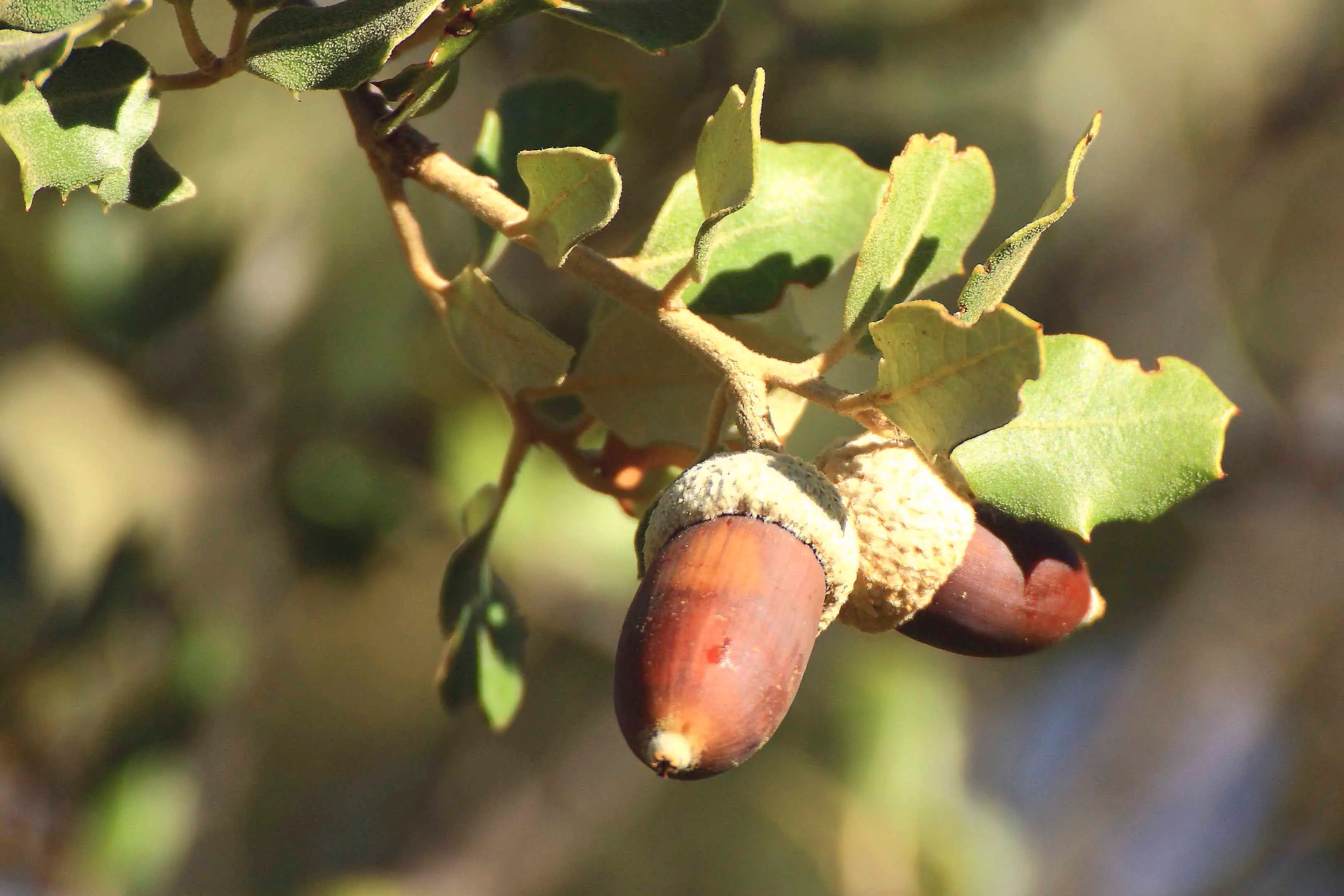Bellota madura