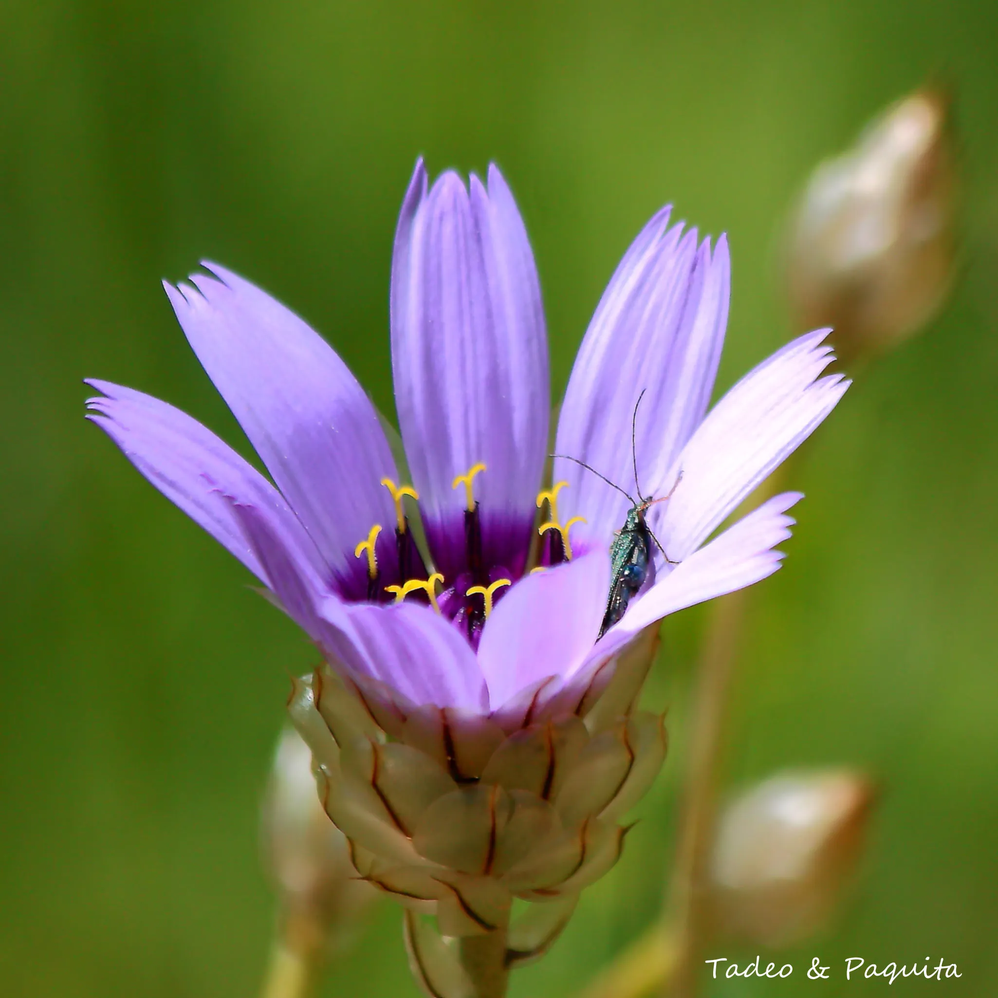 Catananche caerulea, hierba cupido