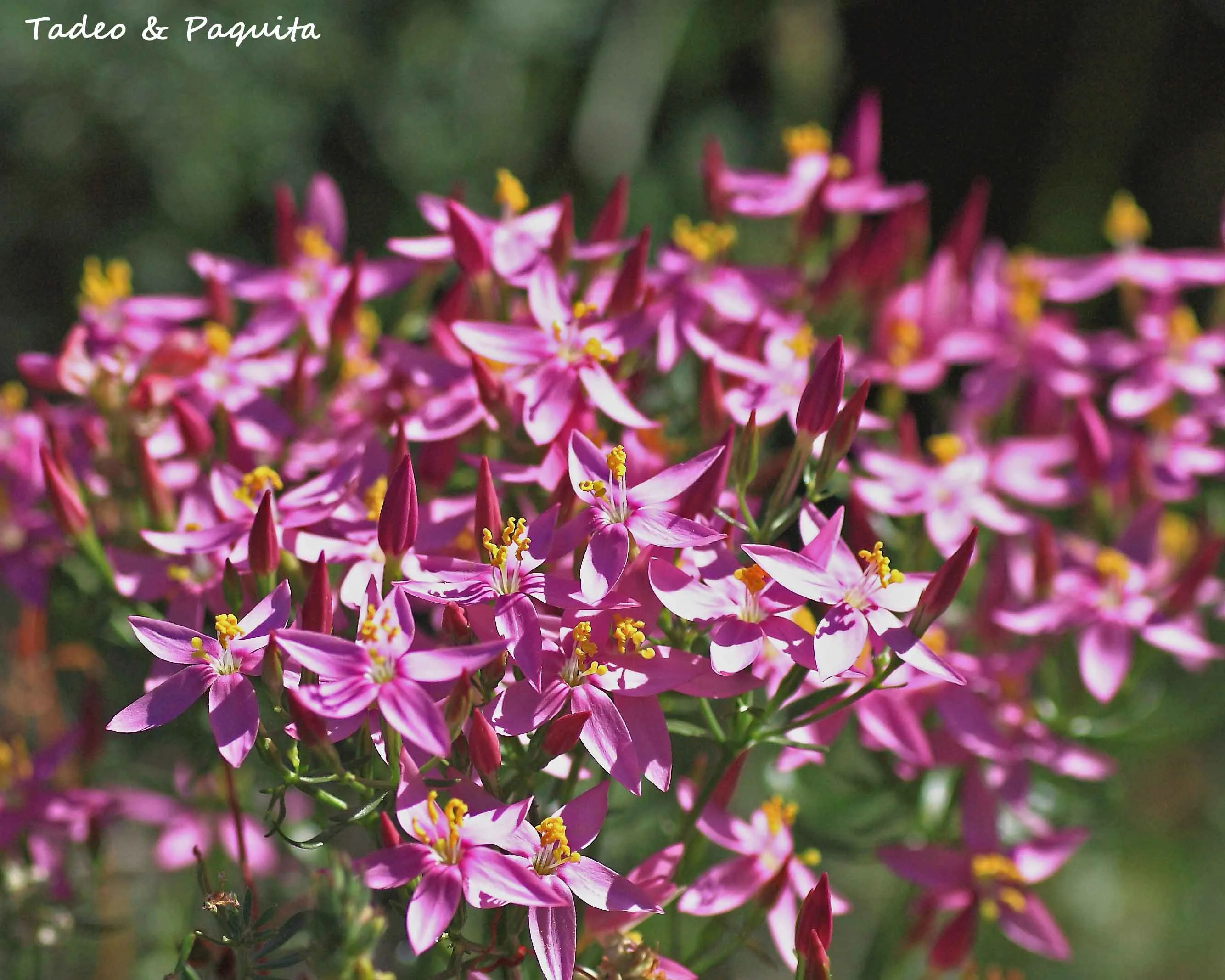 Centaurium erythraea, centaura menor