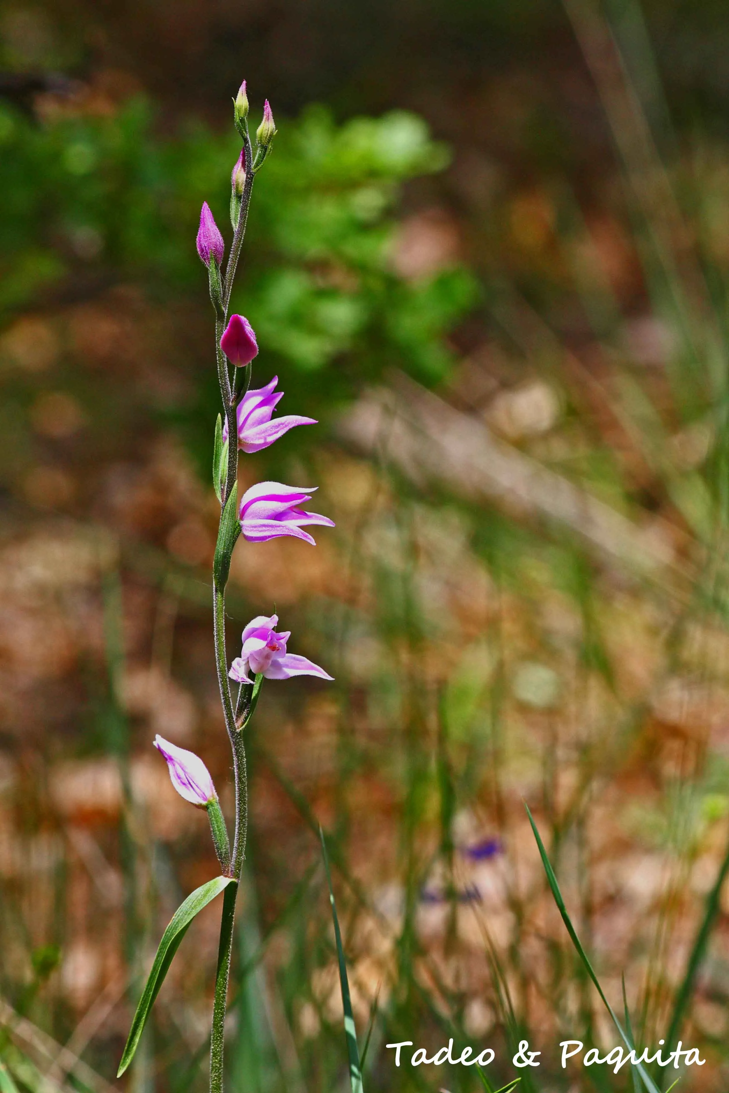 Cephalanthera rubra, cefalantera roja
