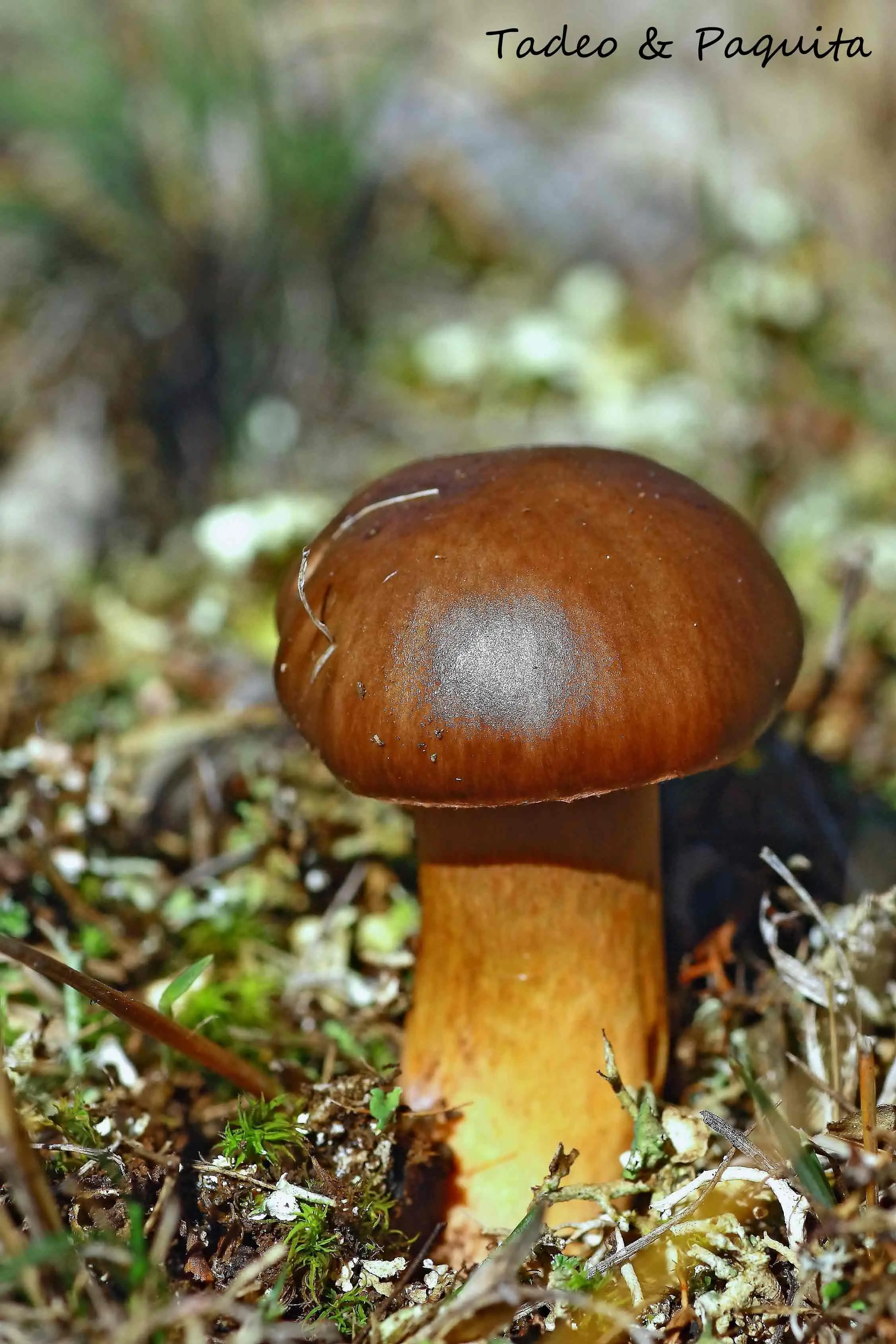 Chroogomphus rutilus